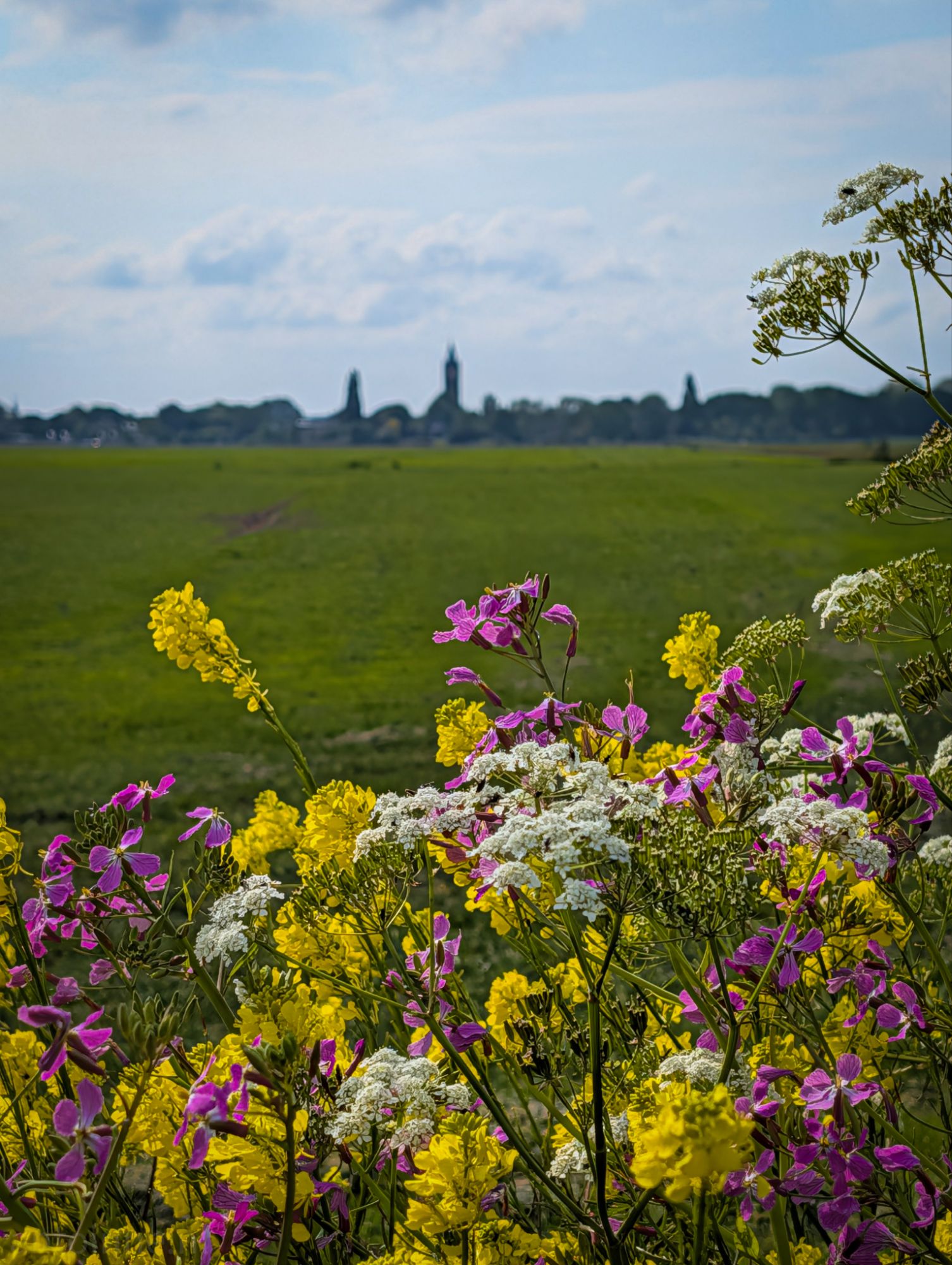 Wildflowers