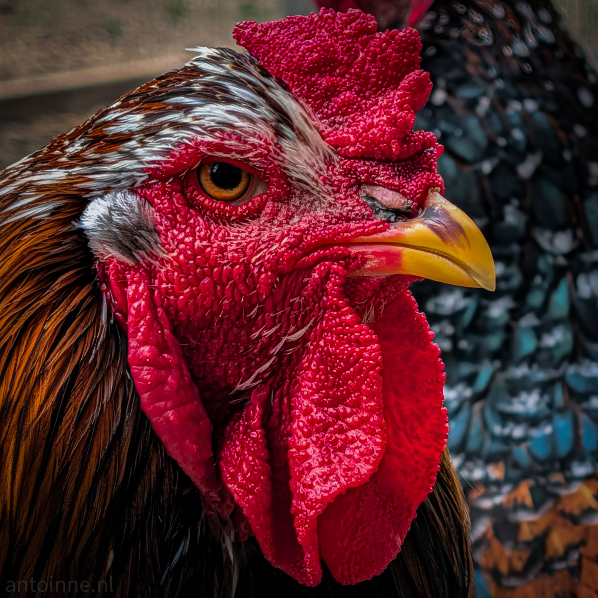 Grumpy Rooster