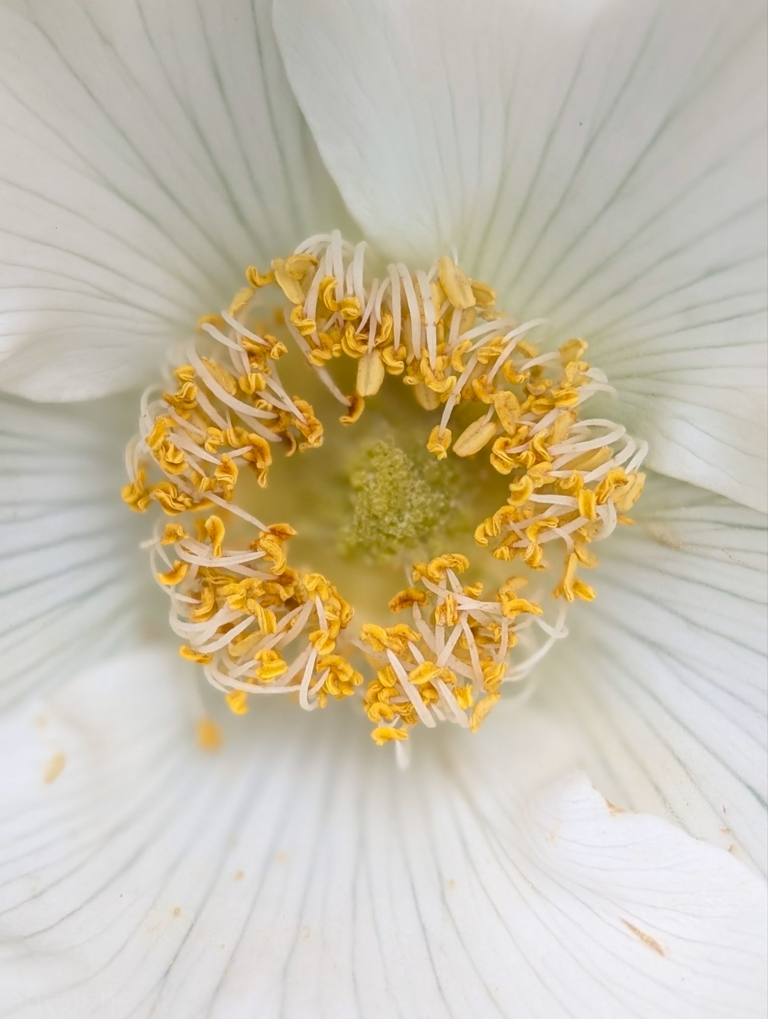 Wood Anemone