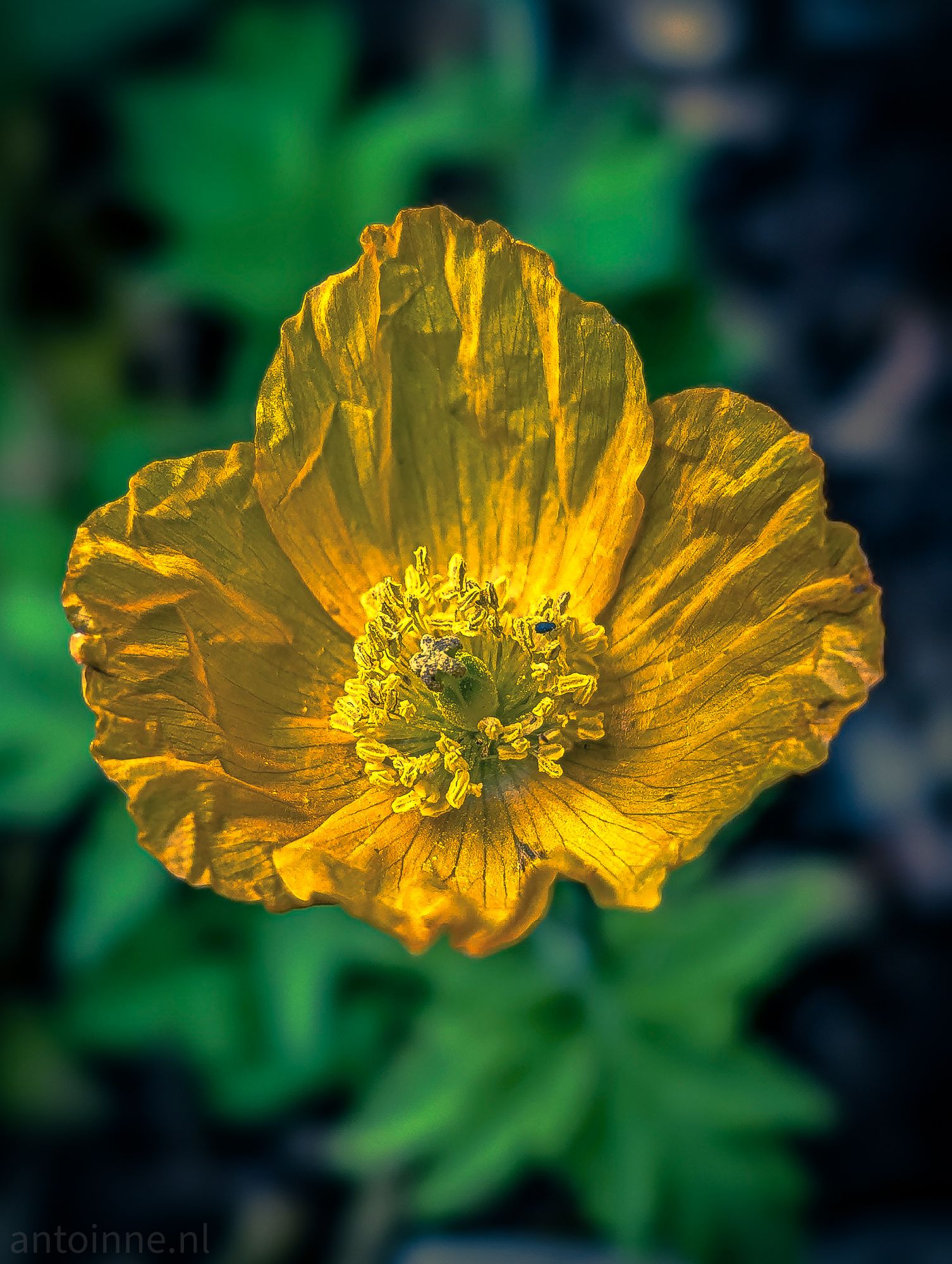 Papaver cambricum