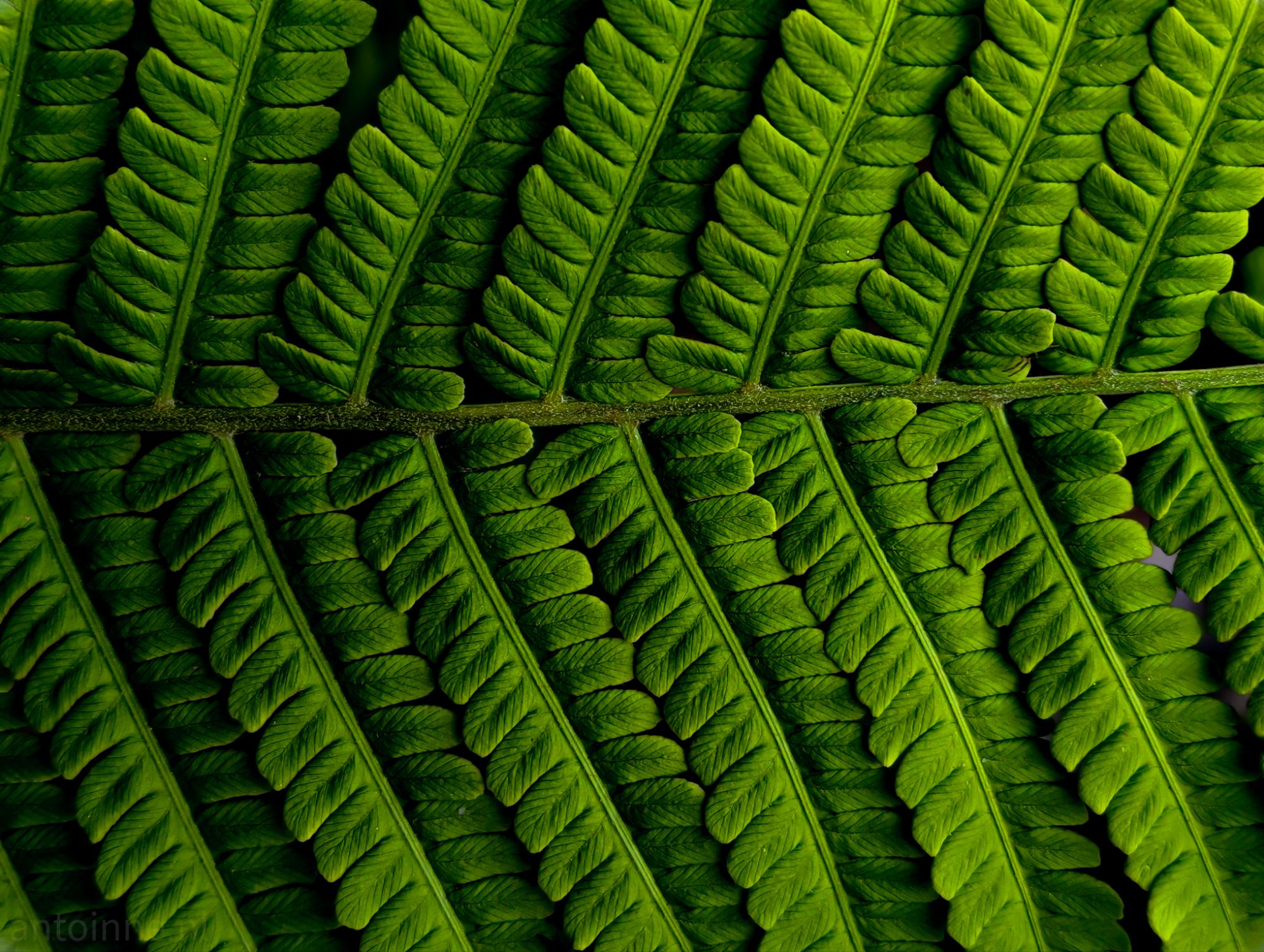 Fern frond
