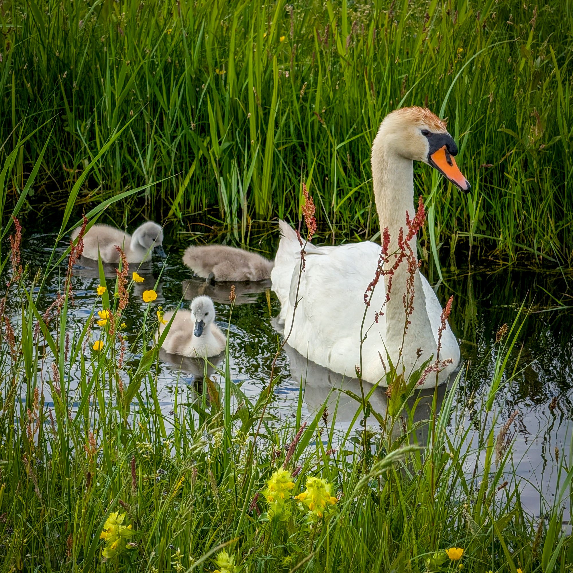 Fluffy cygnets