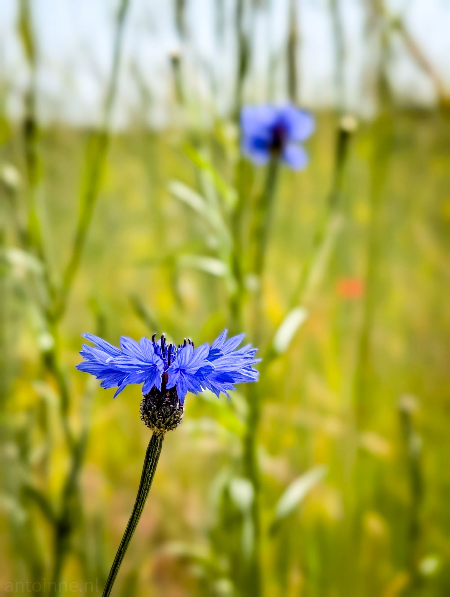 Blue cornflowers