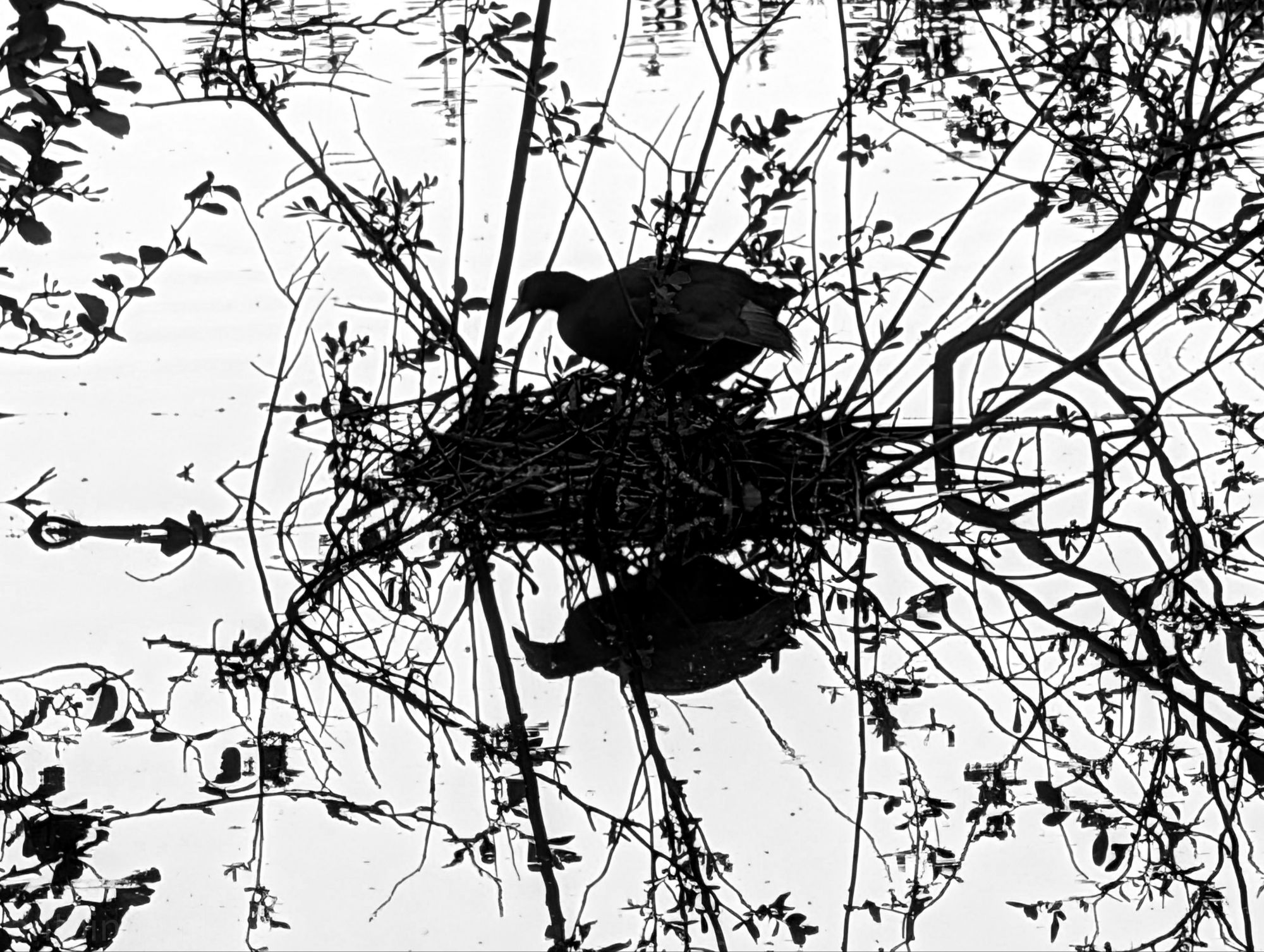 Rorschach test