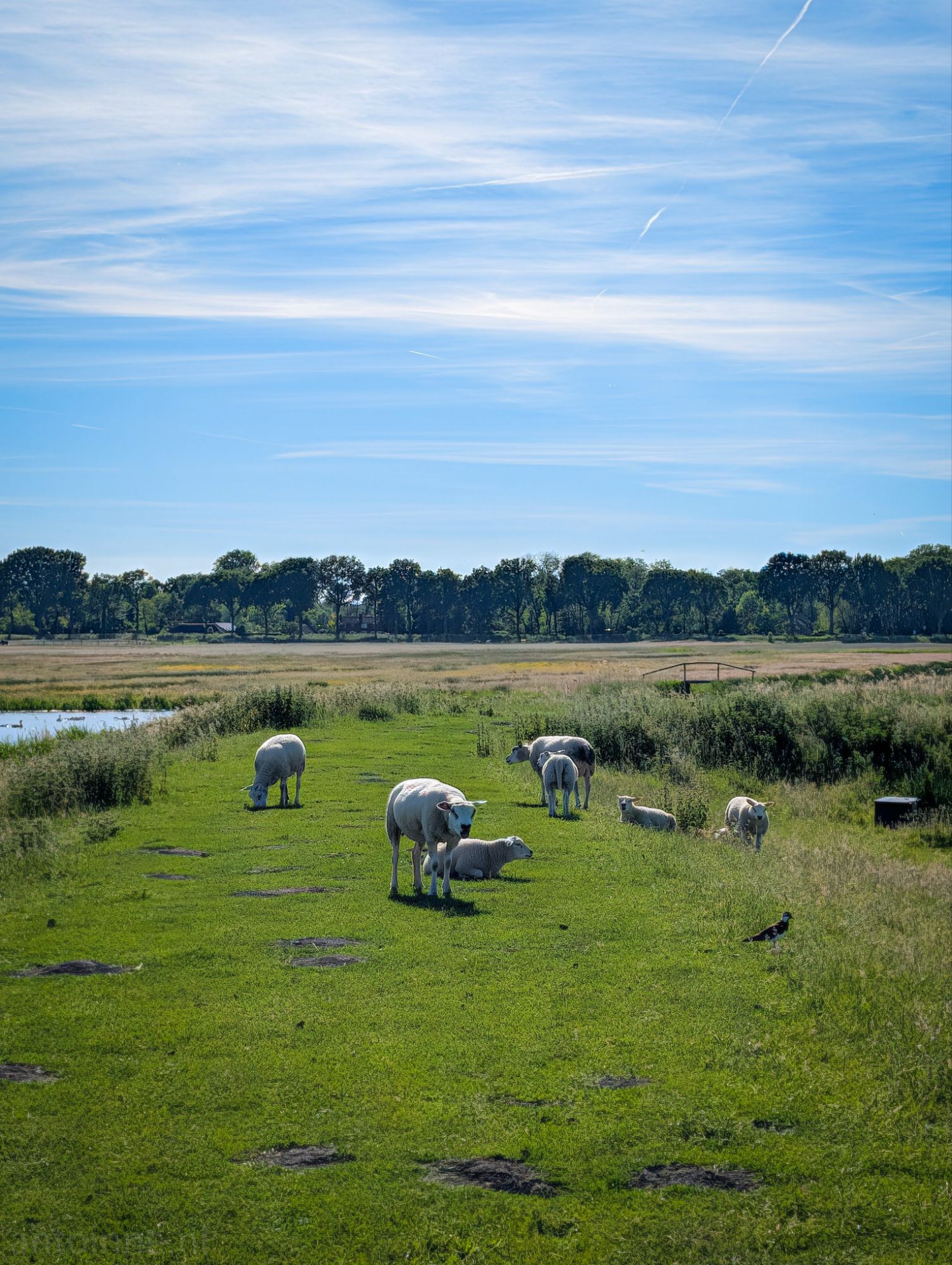 Polder