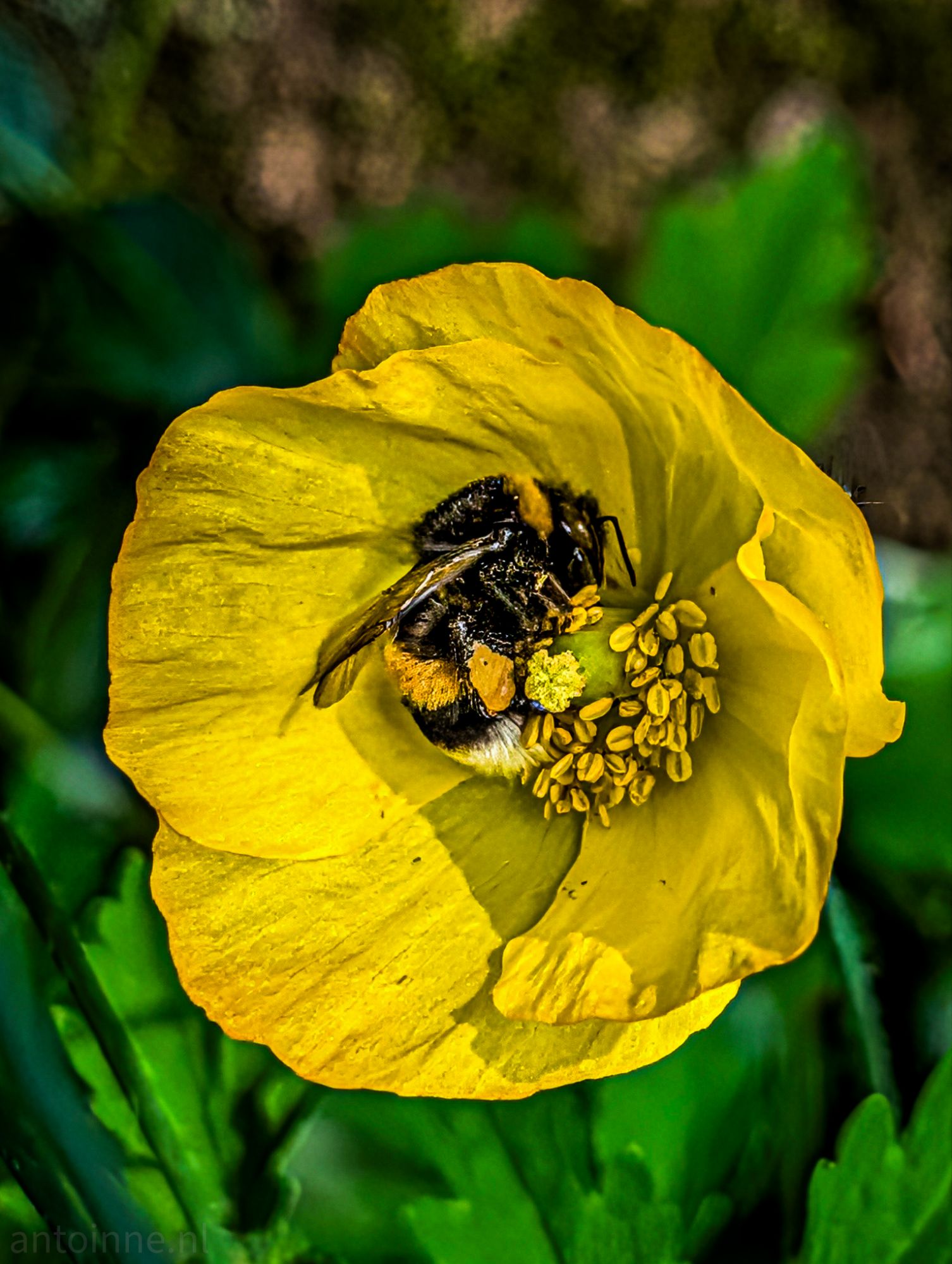 Bumble bee