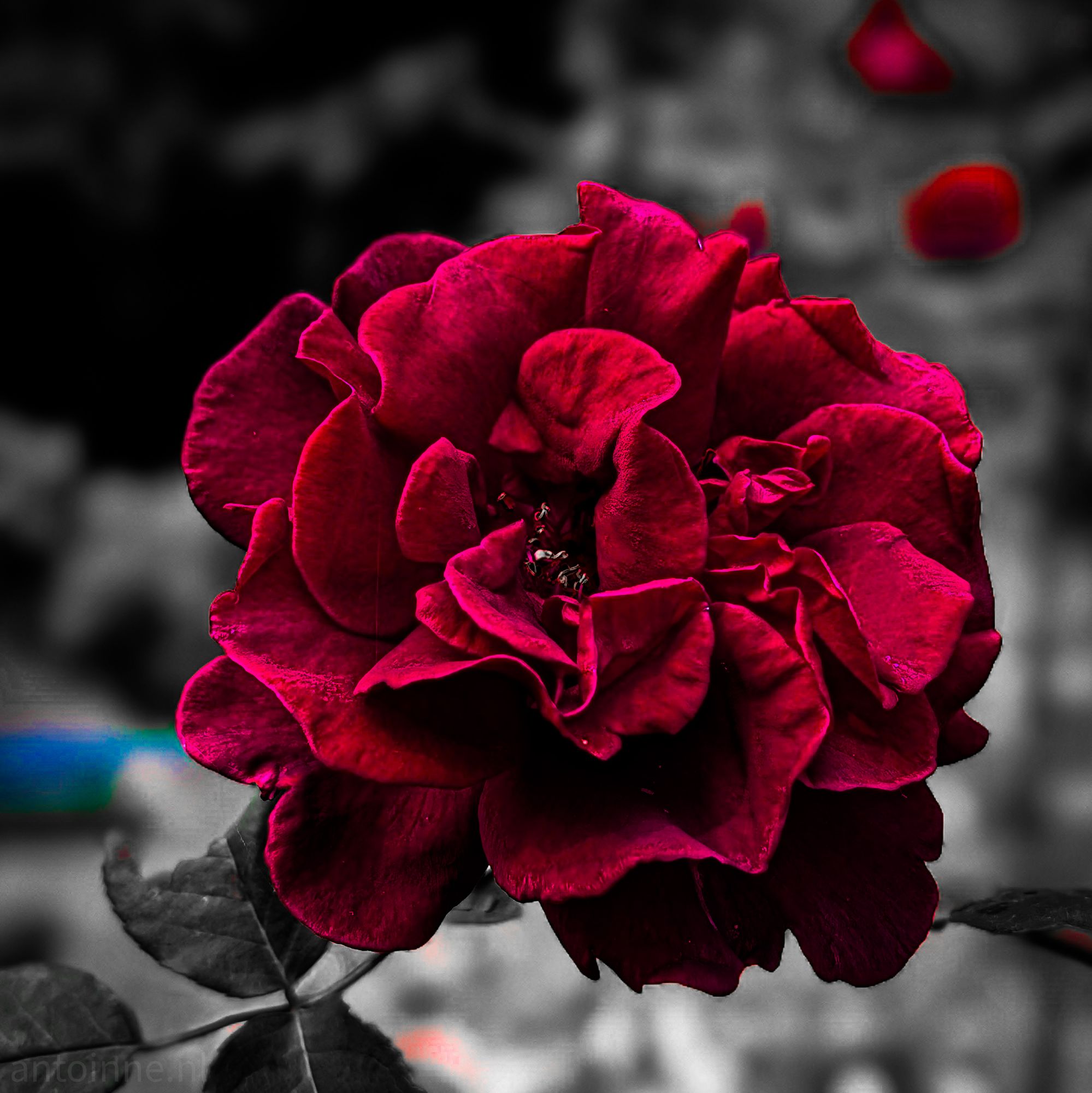 Deep Red