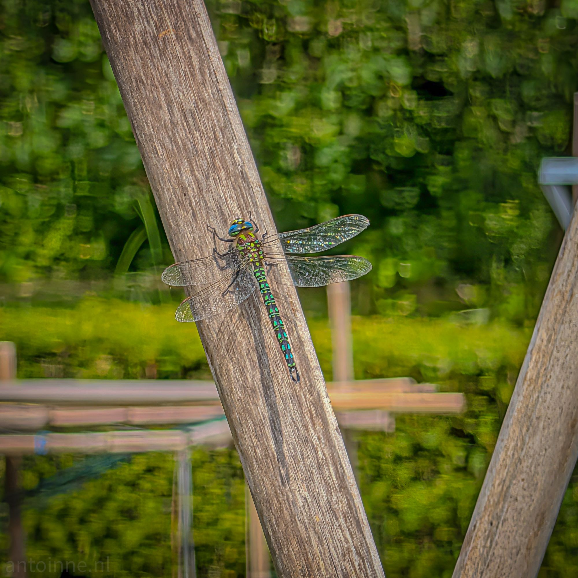 Hairy dragonfly