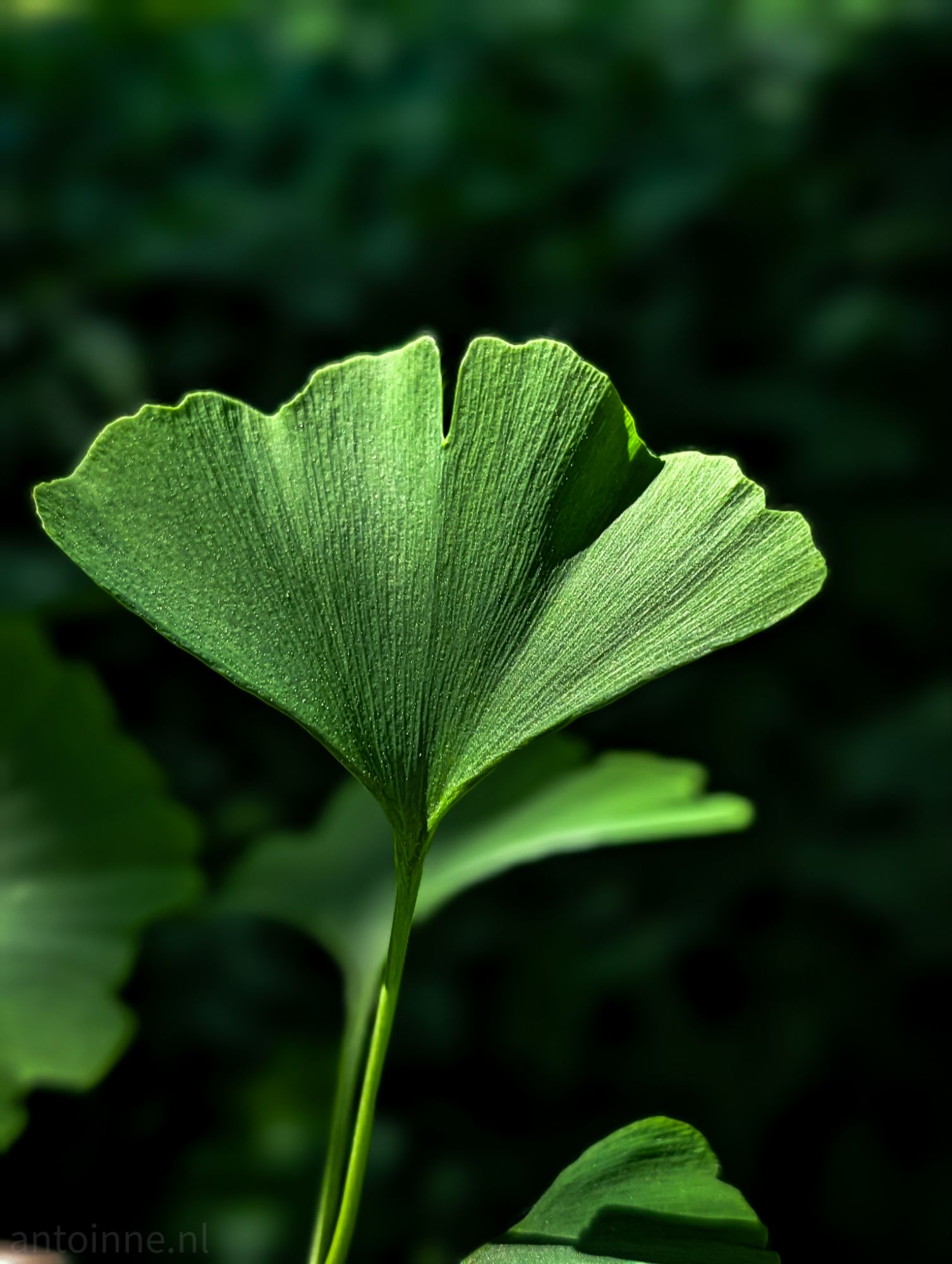 Ginkgo biloba