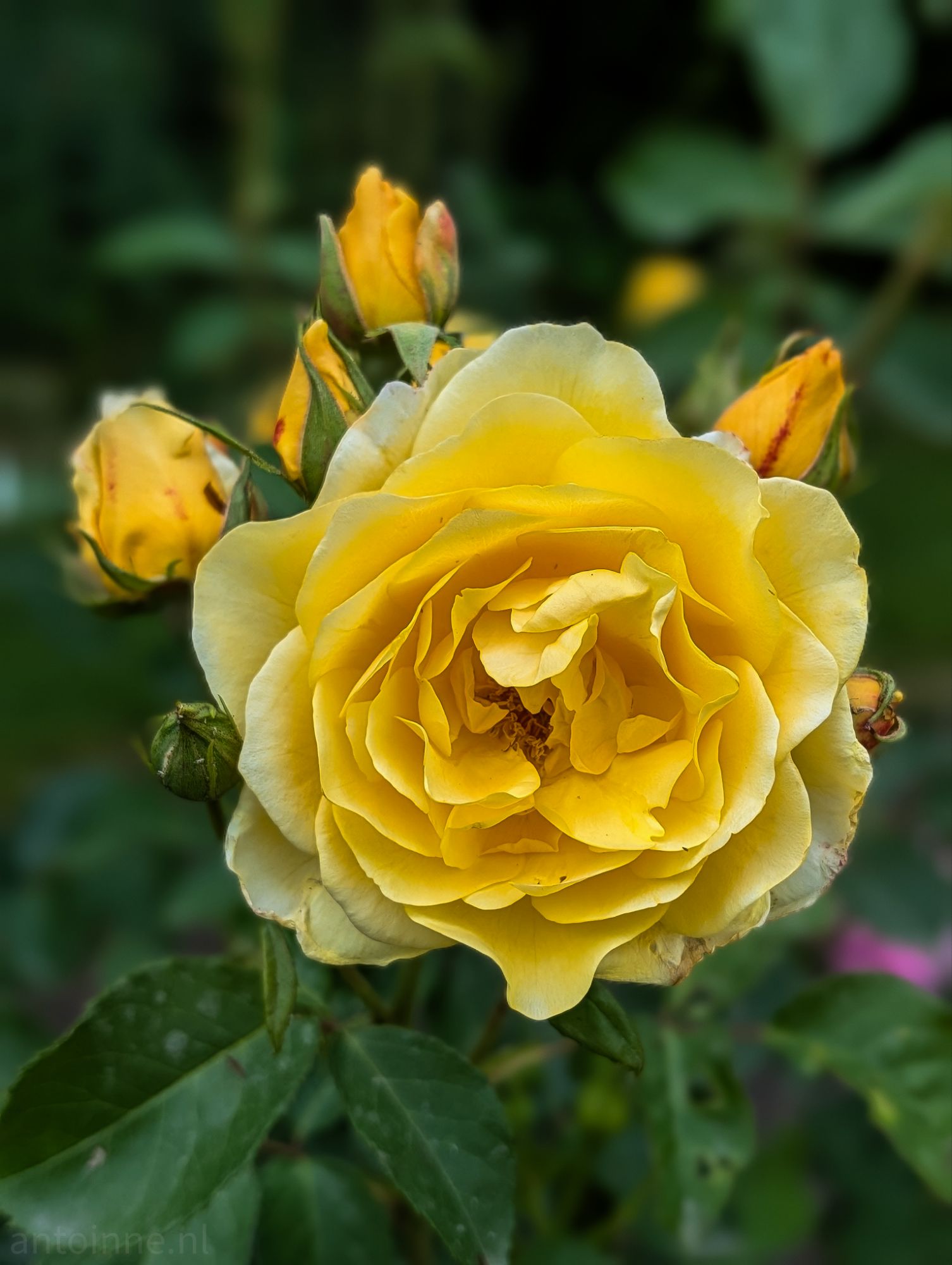 Yellow