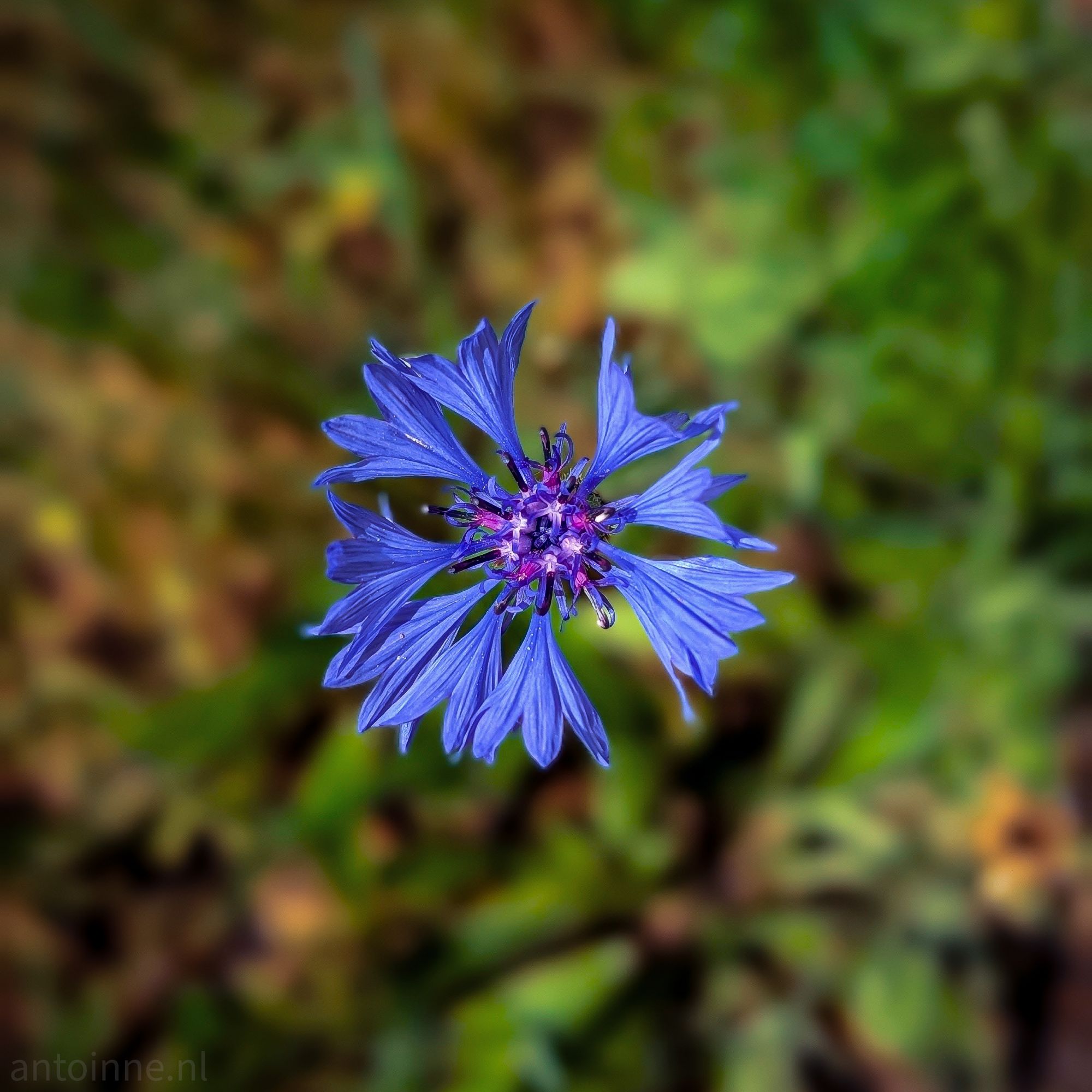 Cornflower
