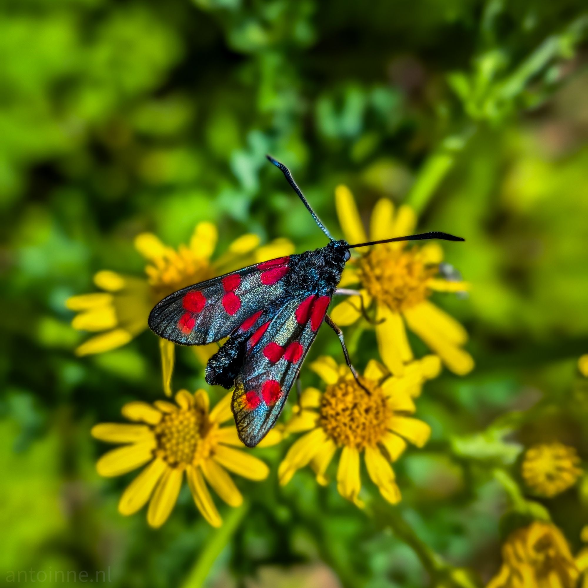 Six-spot Burnet moth