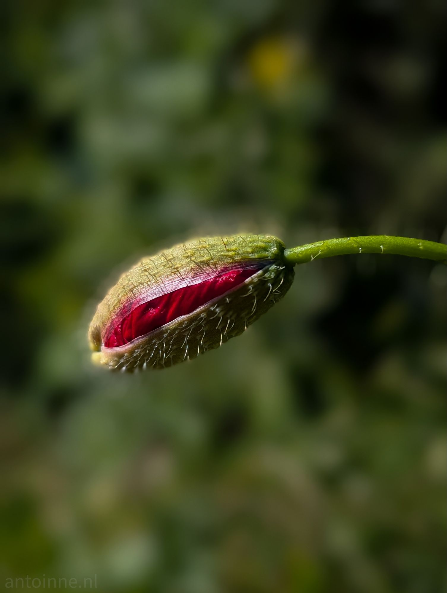 Poppy Bud