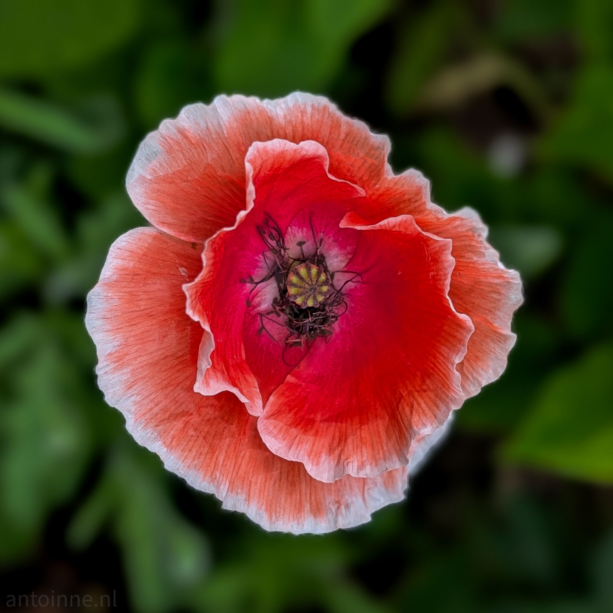 Red and White