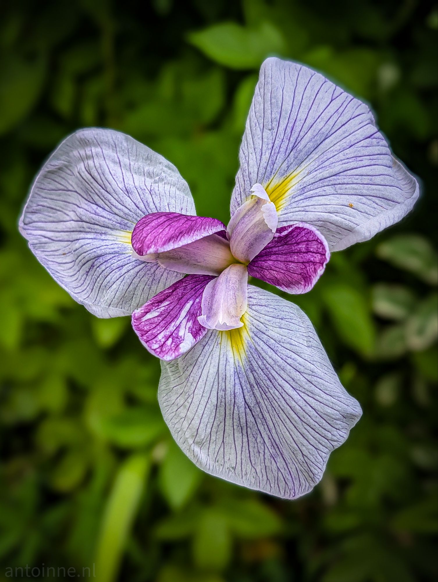Iris
