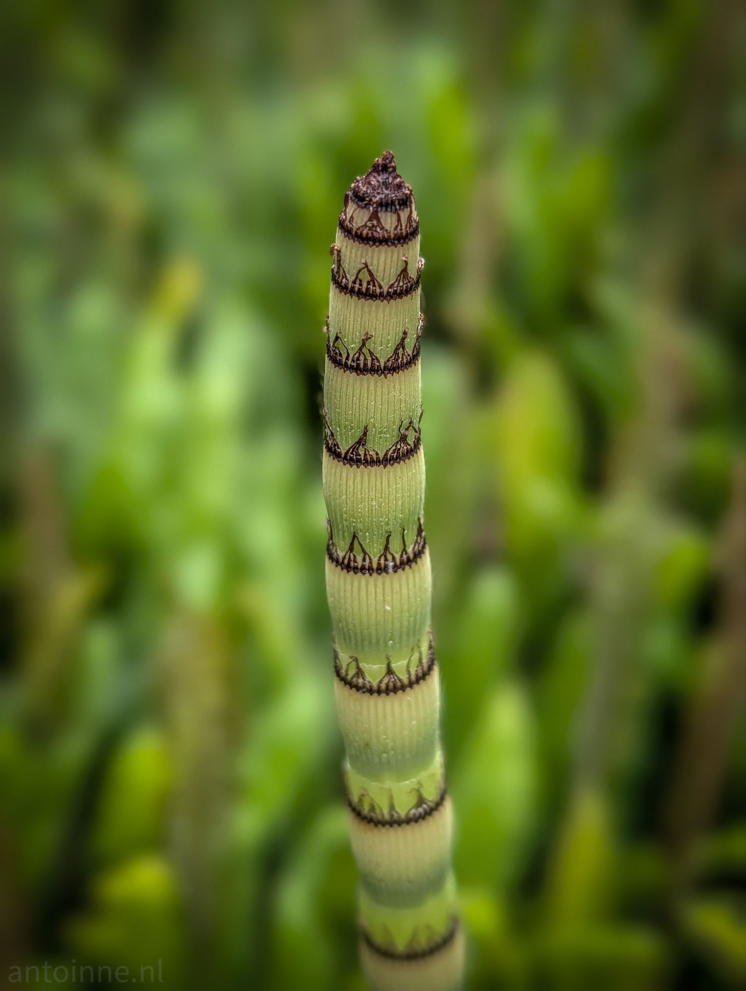 Equisetum