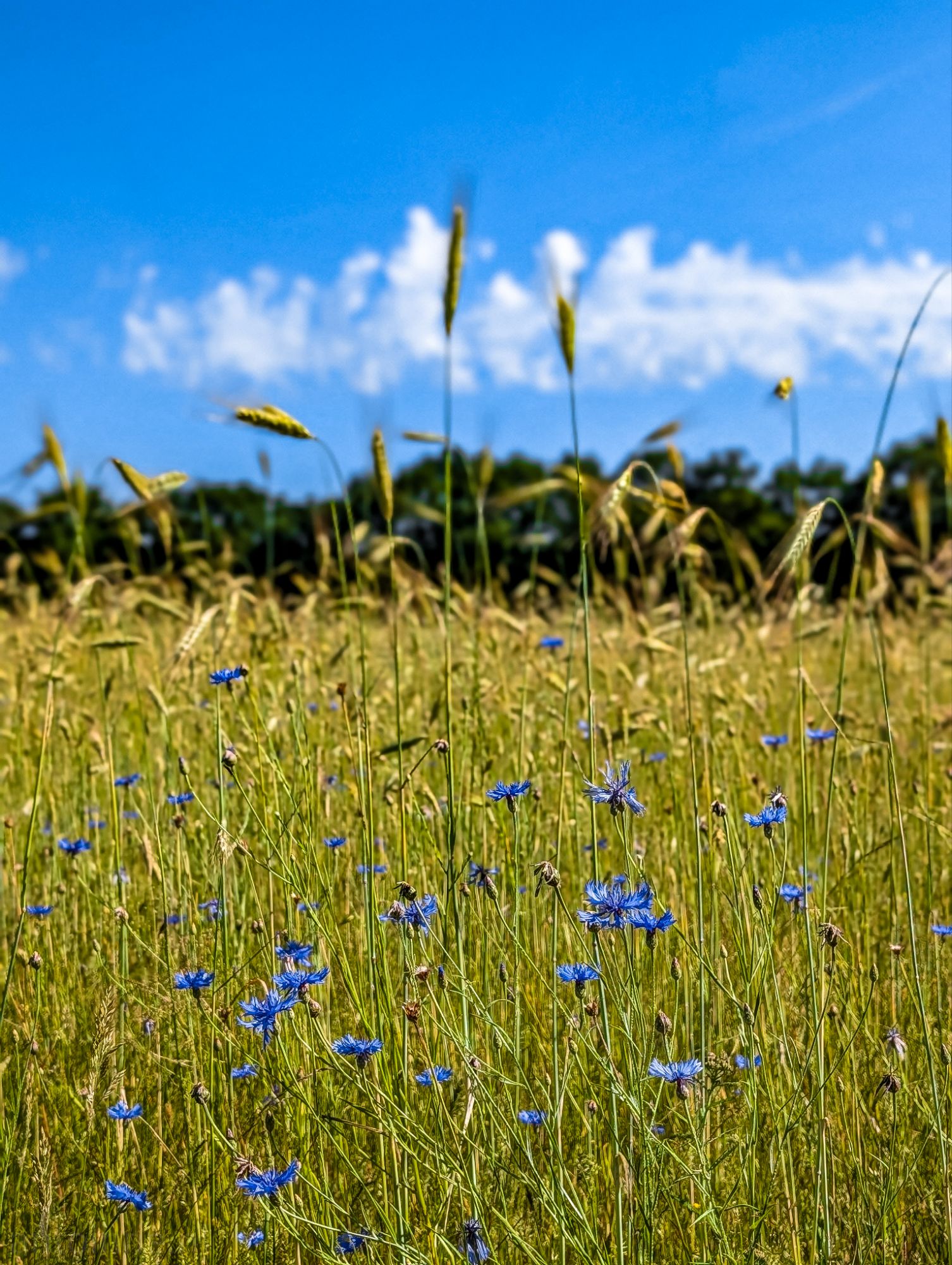 Cornflowers