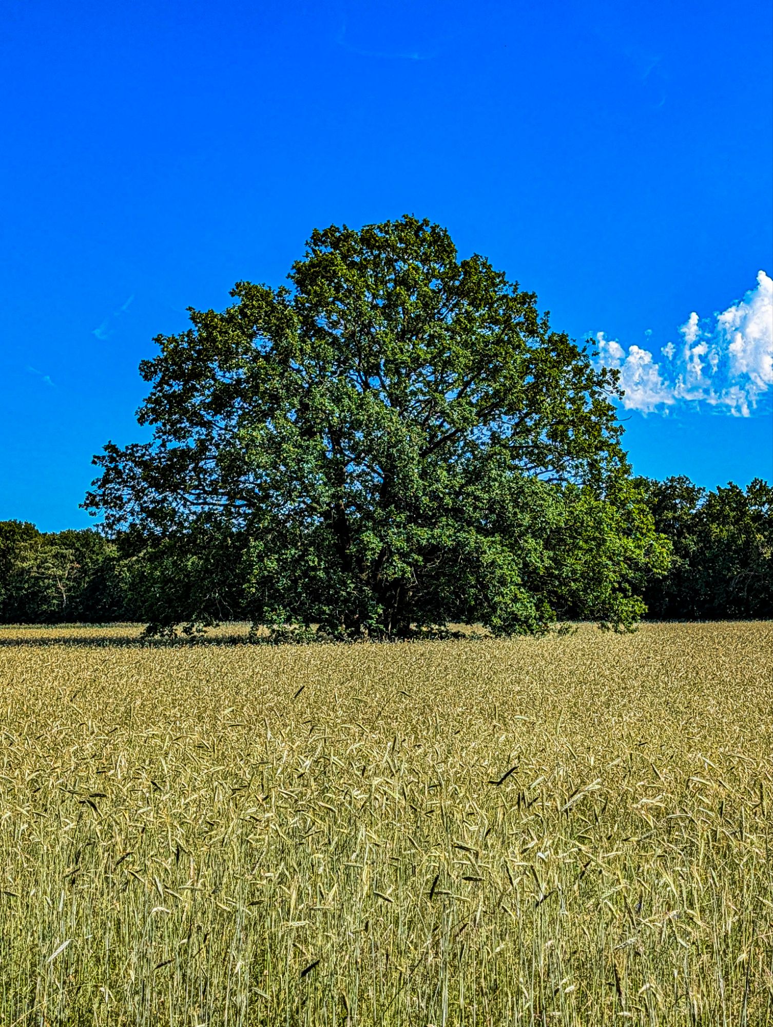 Oak