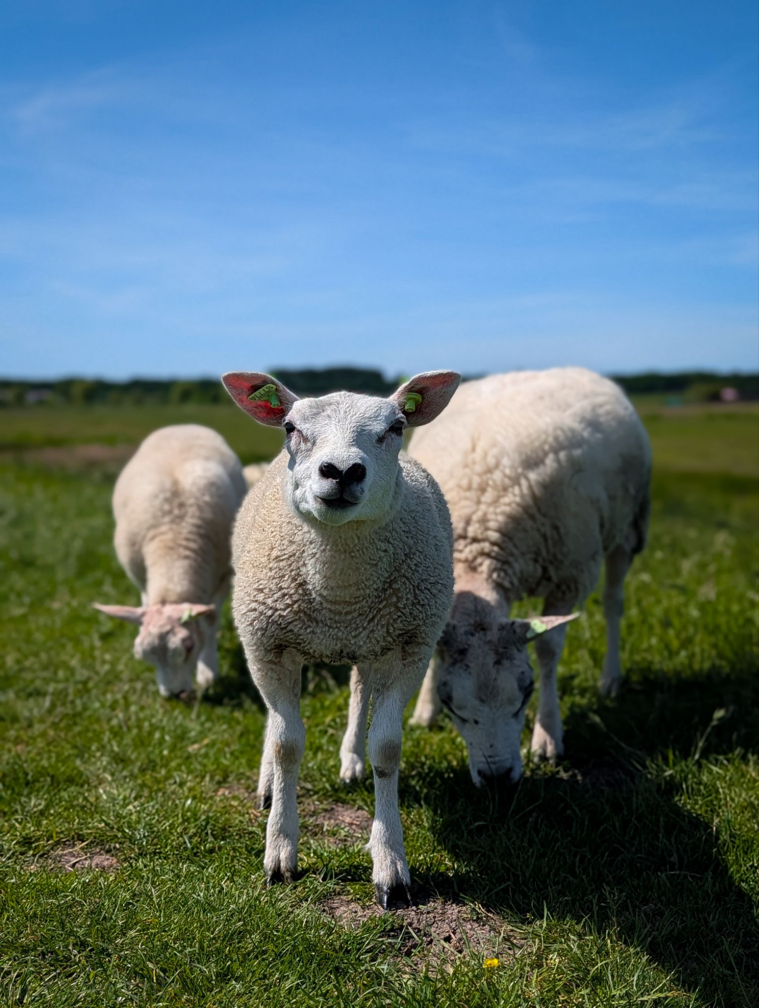 Eempolder