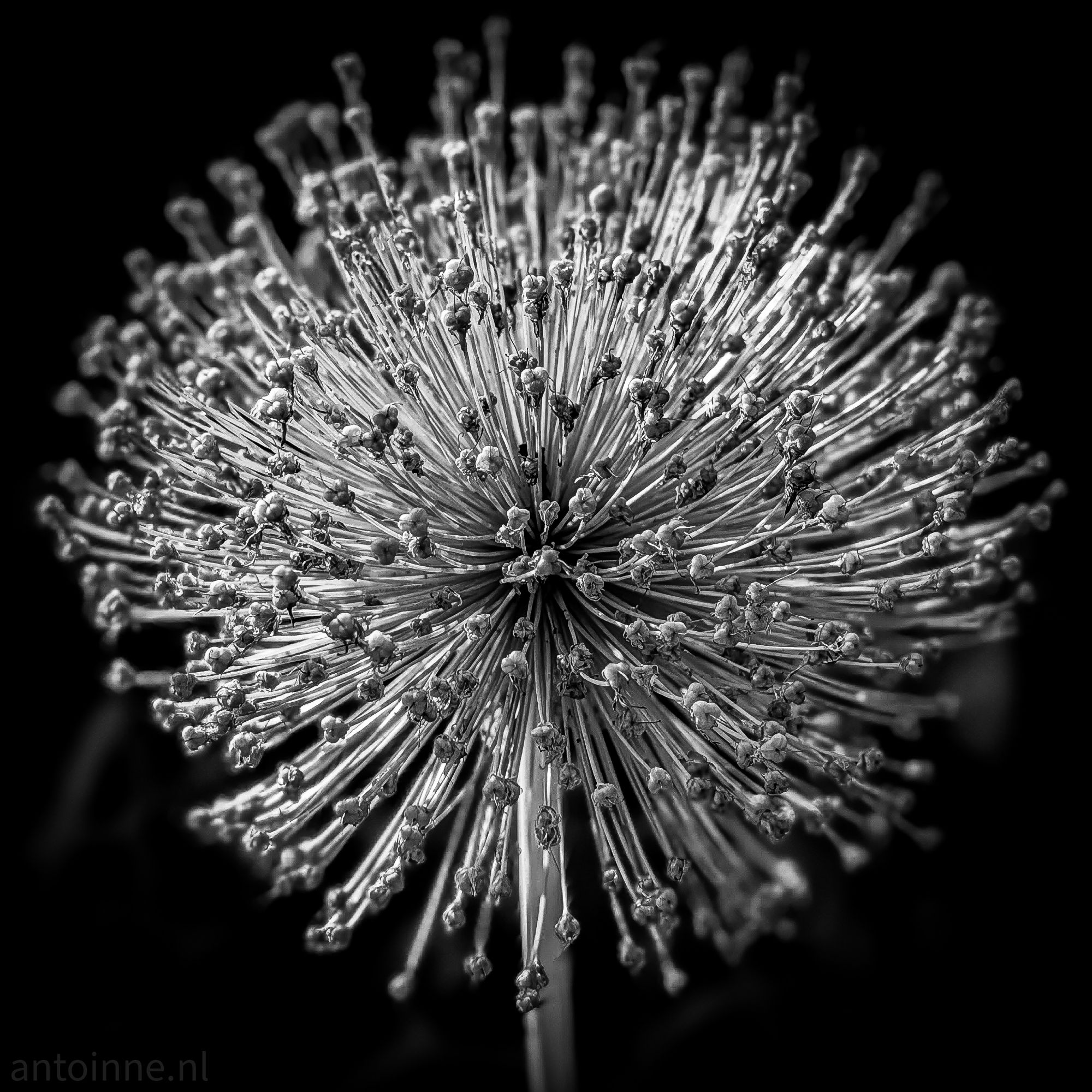 Pinhead