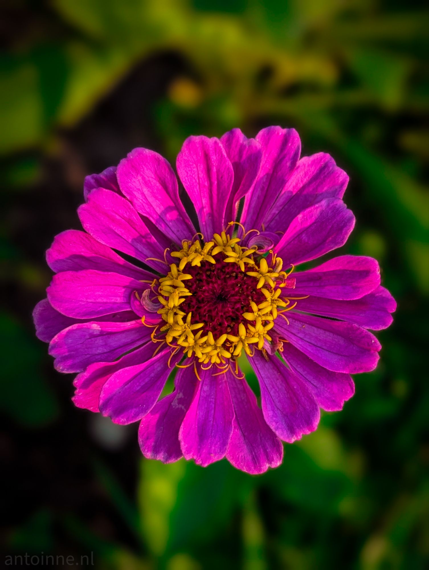 Zinnia