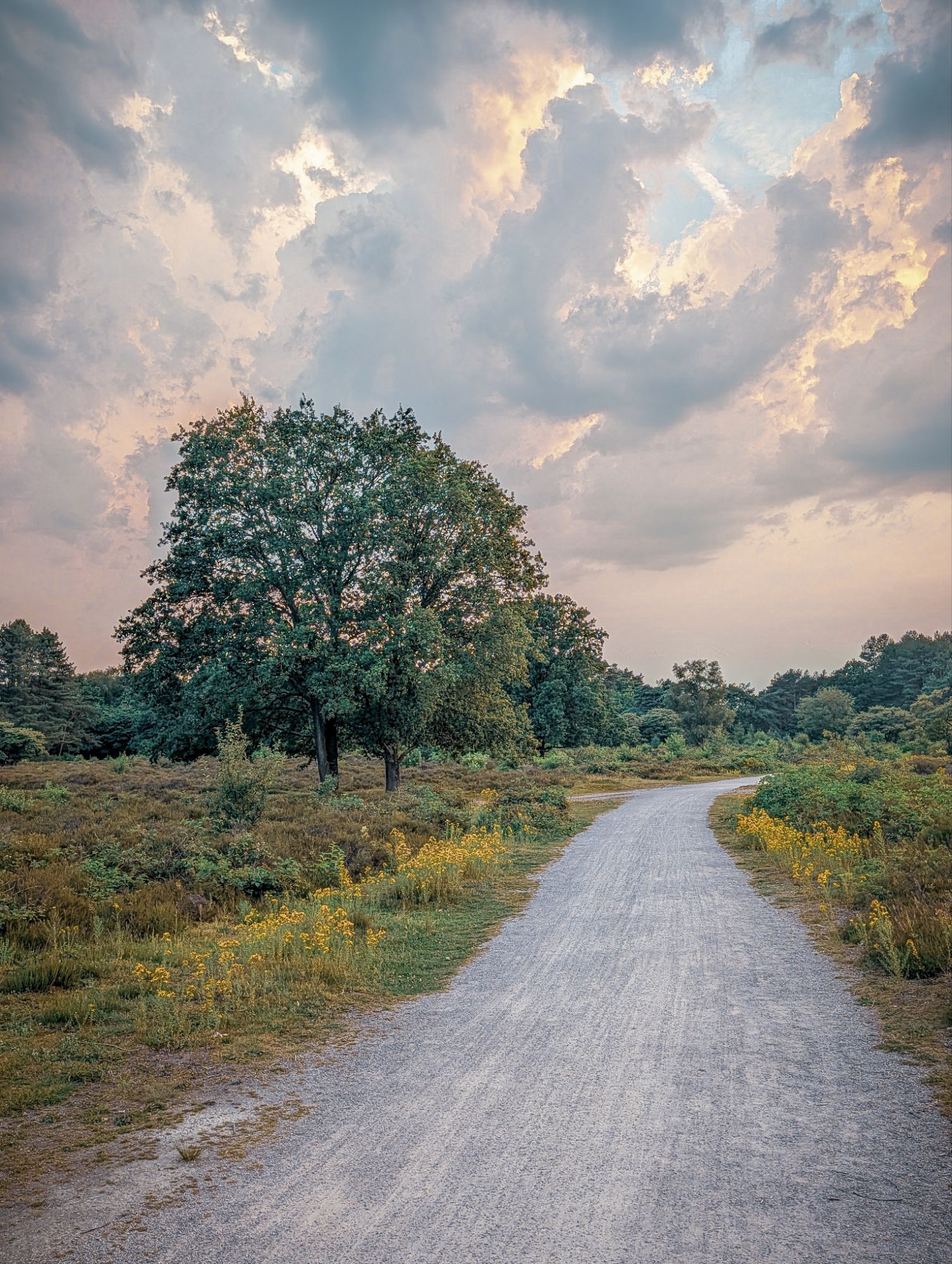 Zuiderheide