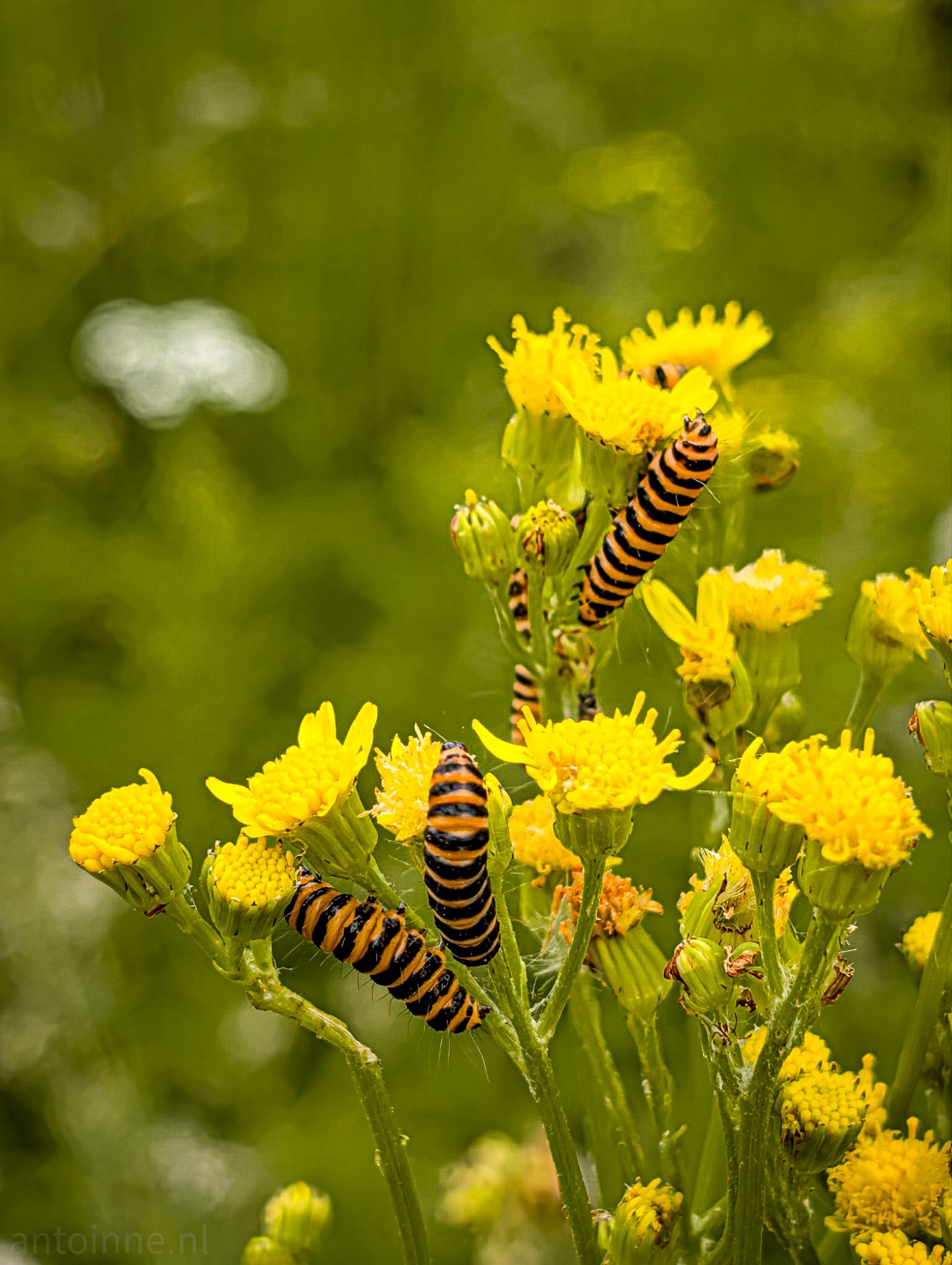 Caterpillars