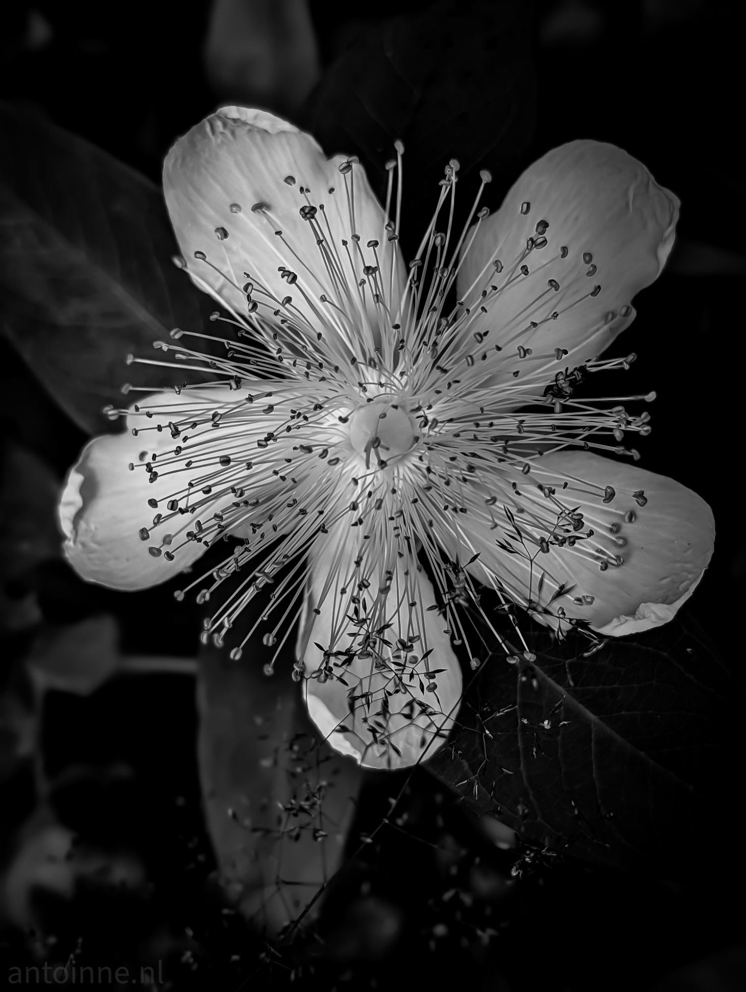 St. John’s Wort