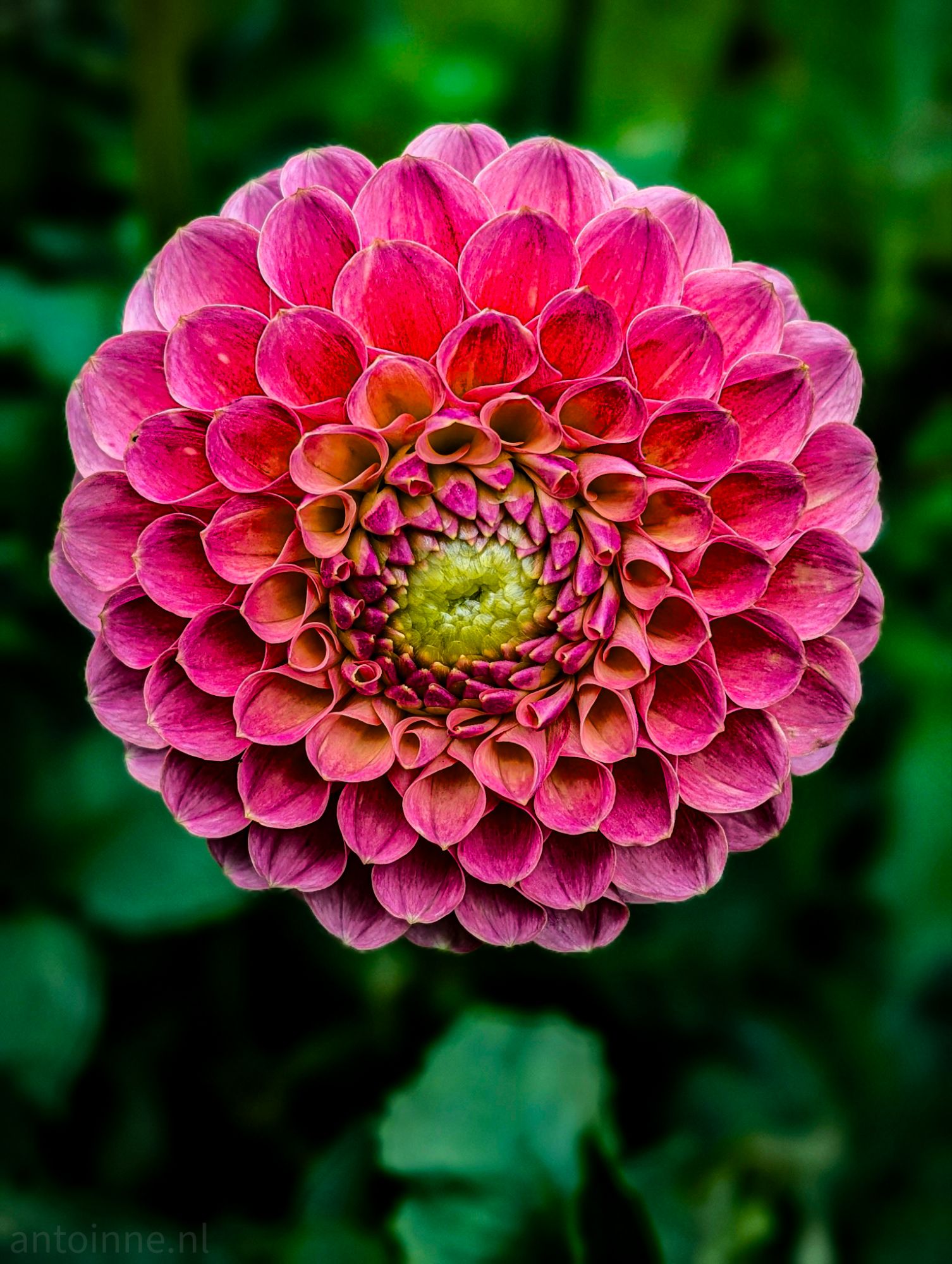 Dahlia