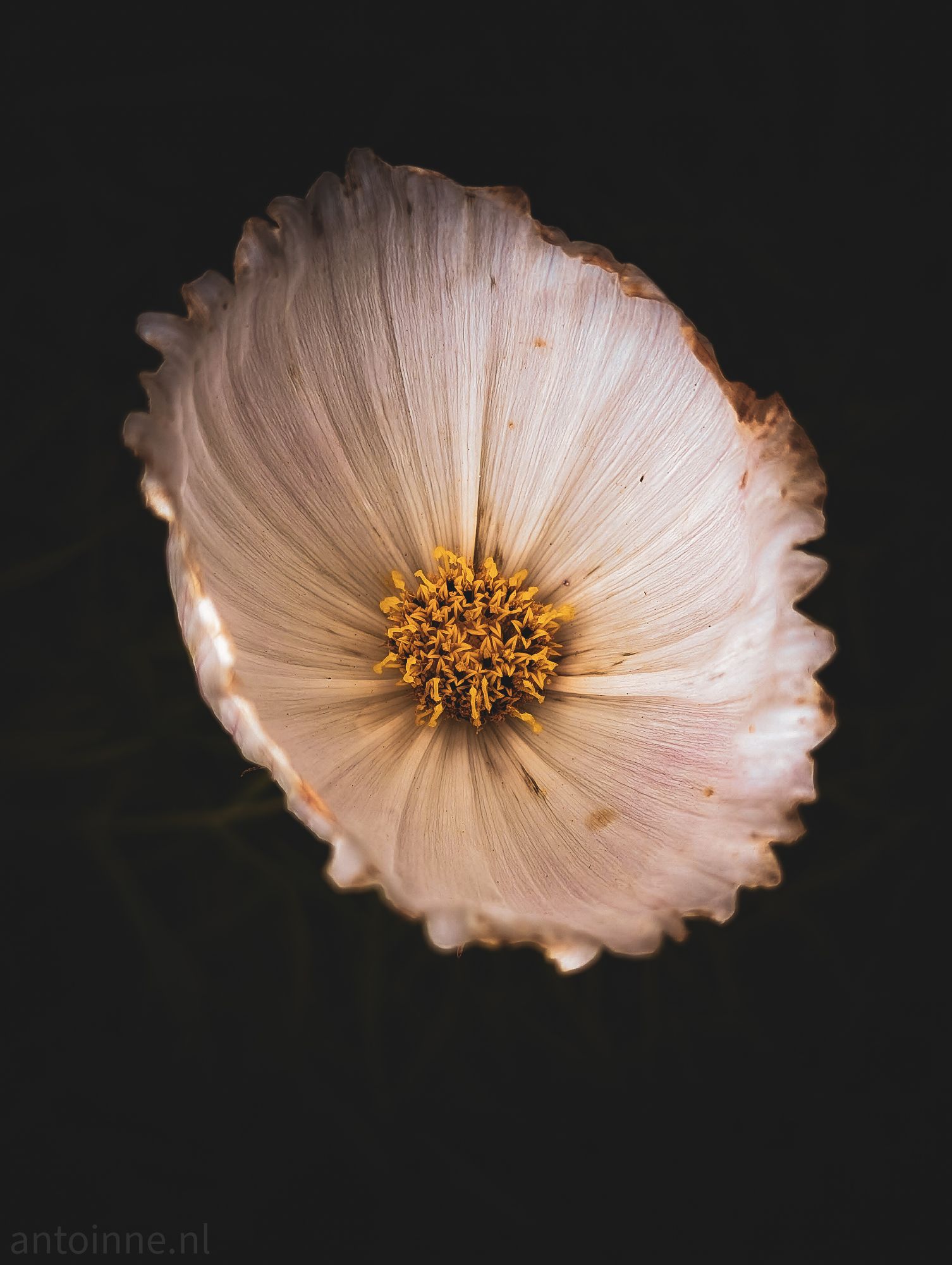 Ruffled