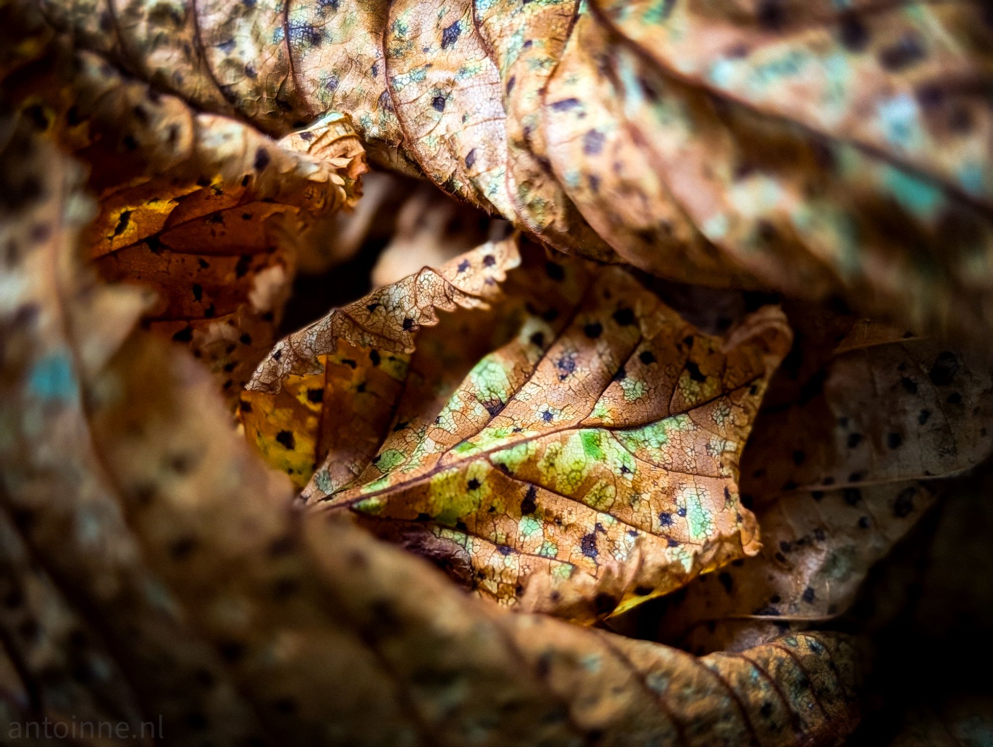 Early Autumn Colors