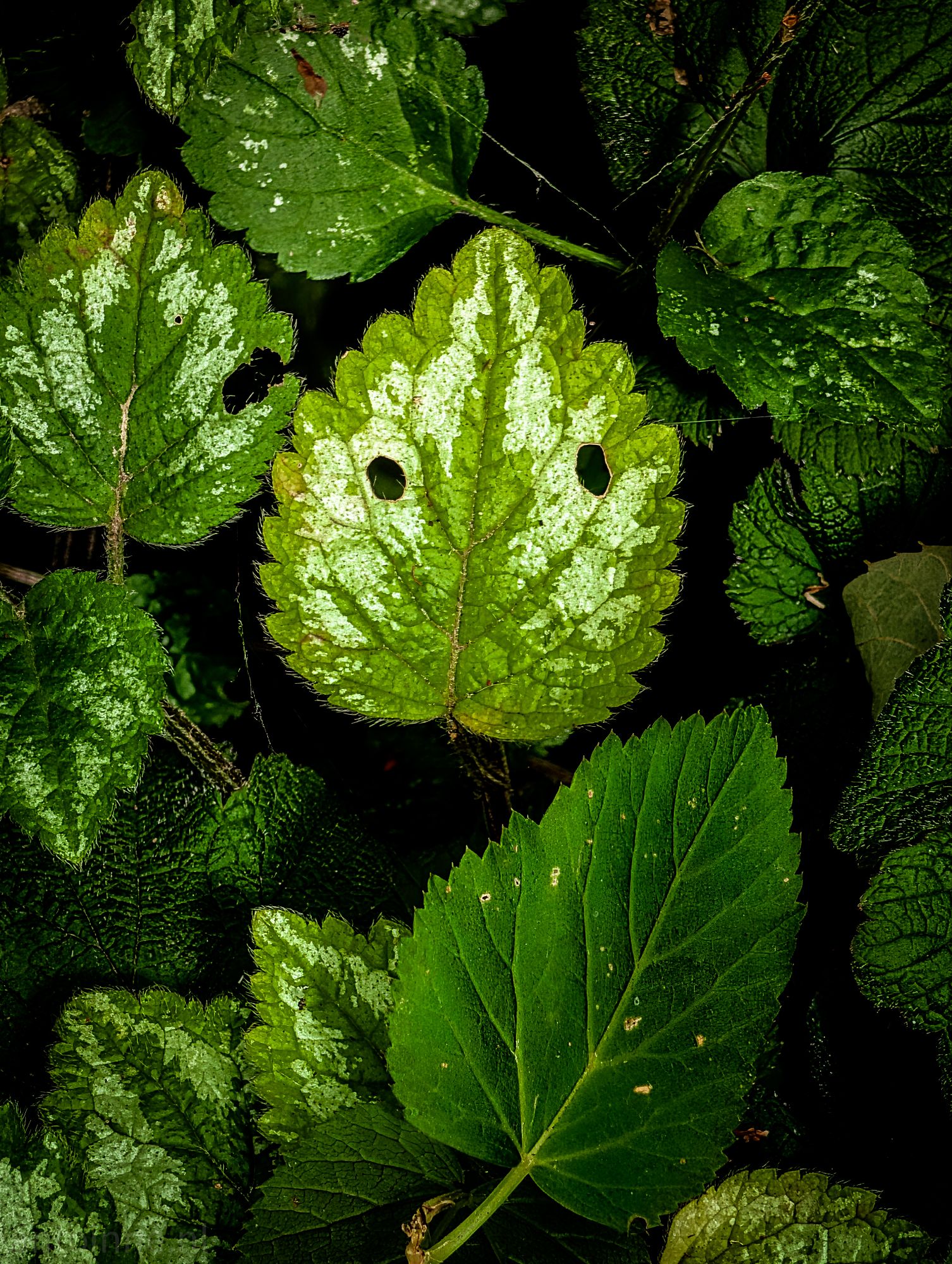Leaf People