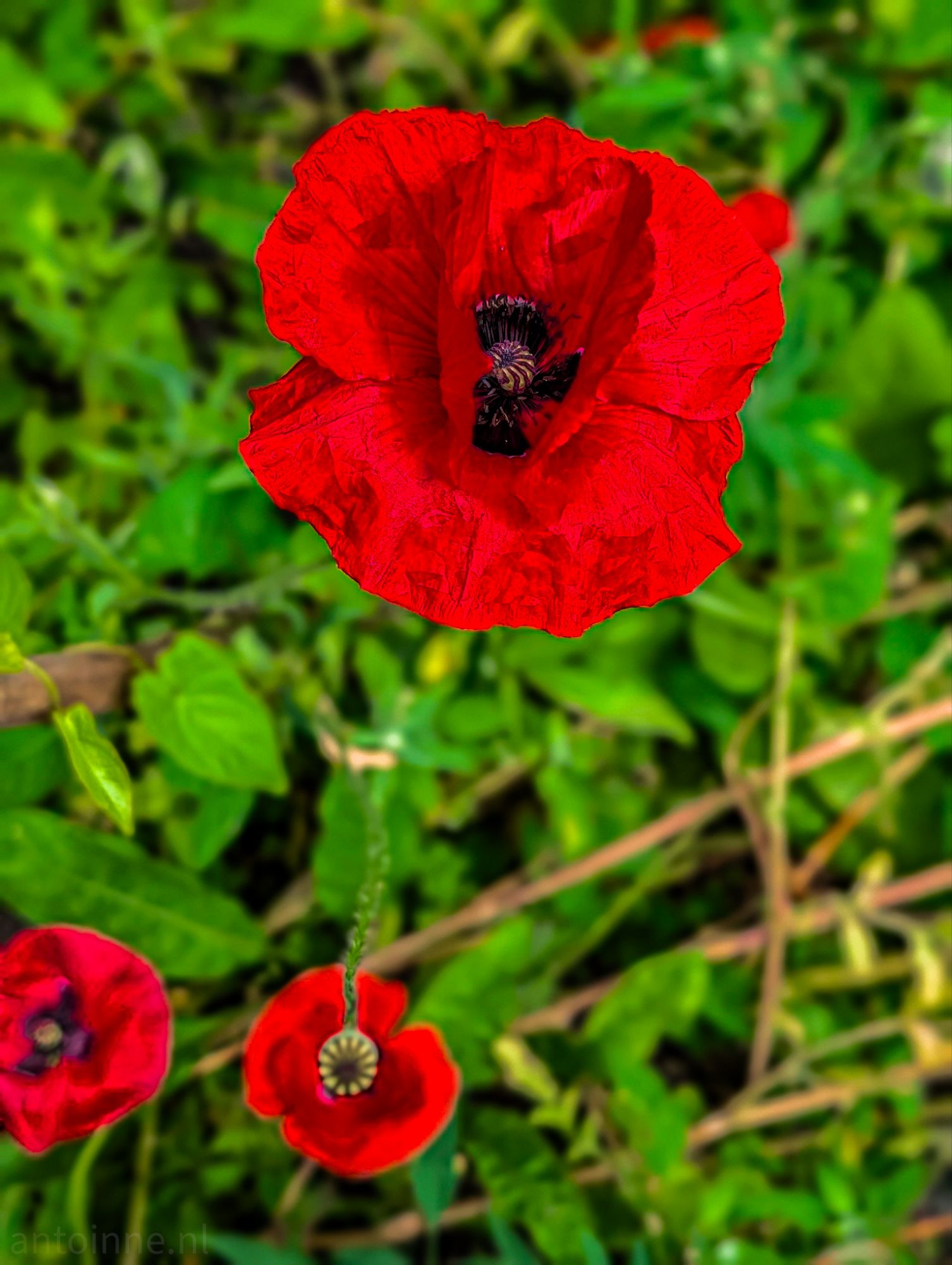 Poppy