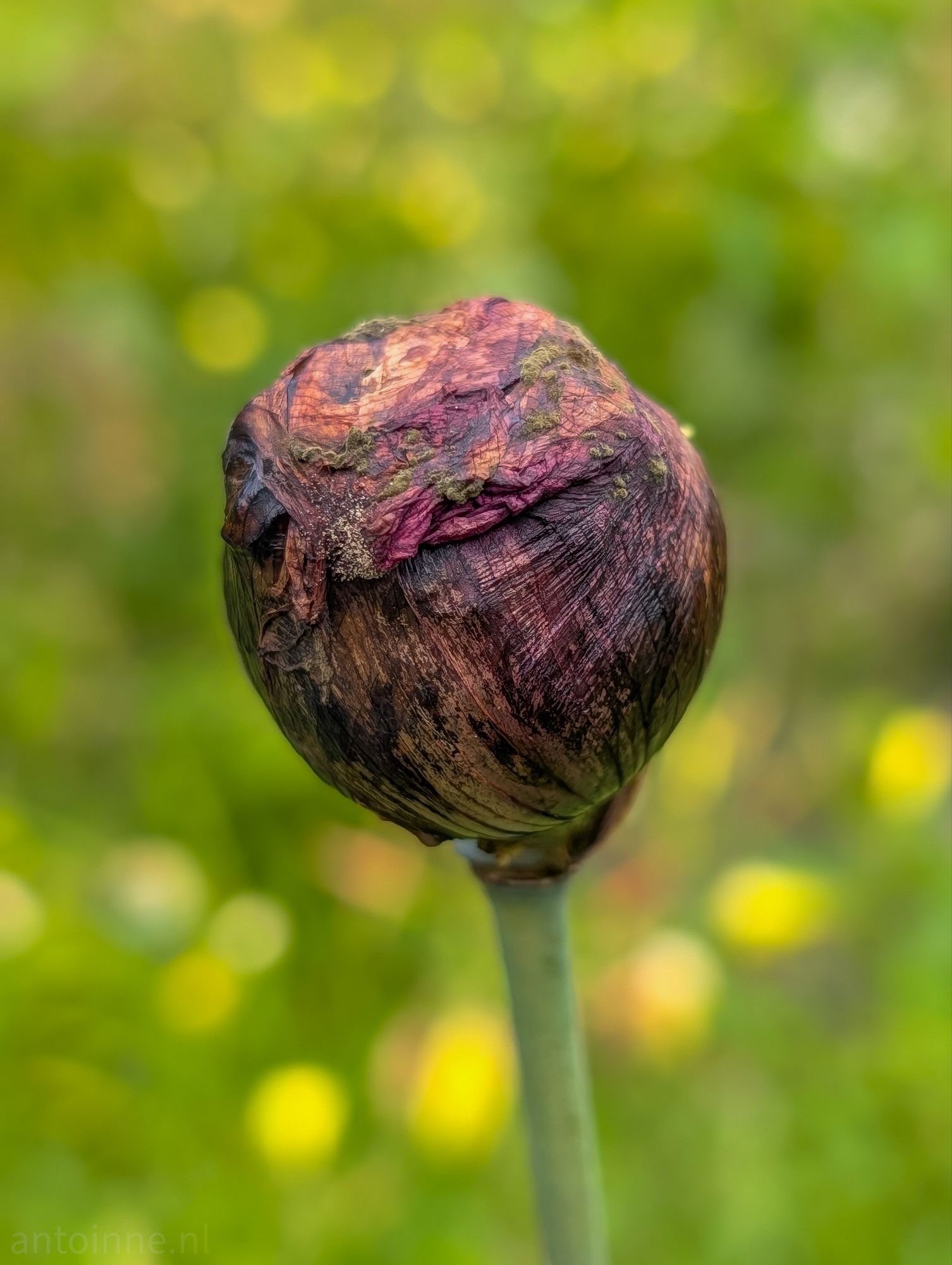 Flower bud