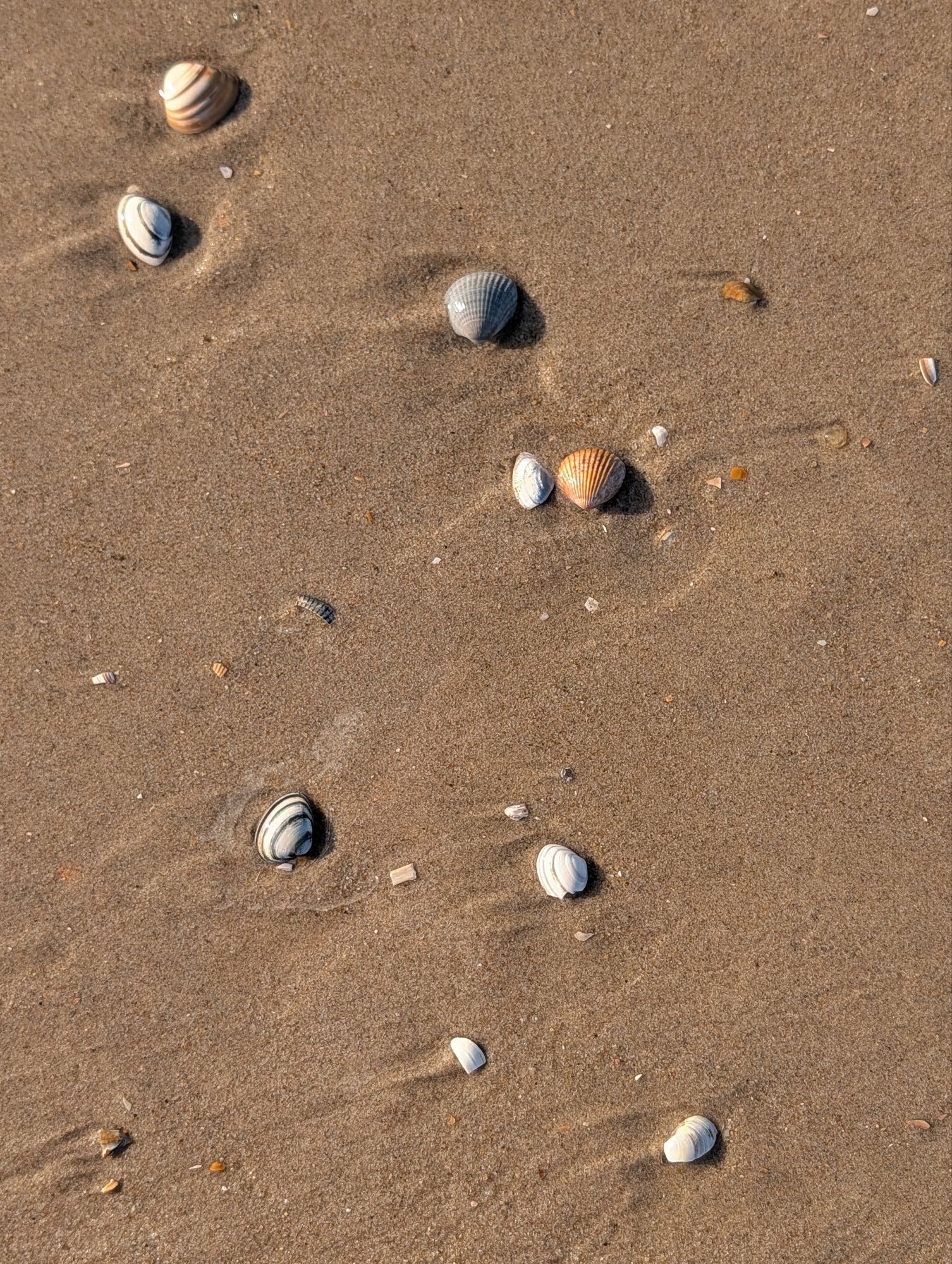 Seashells