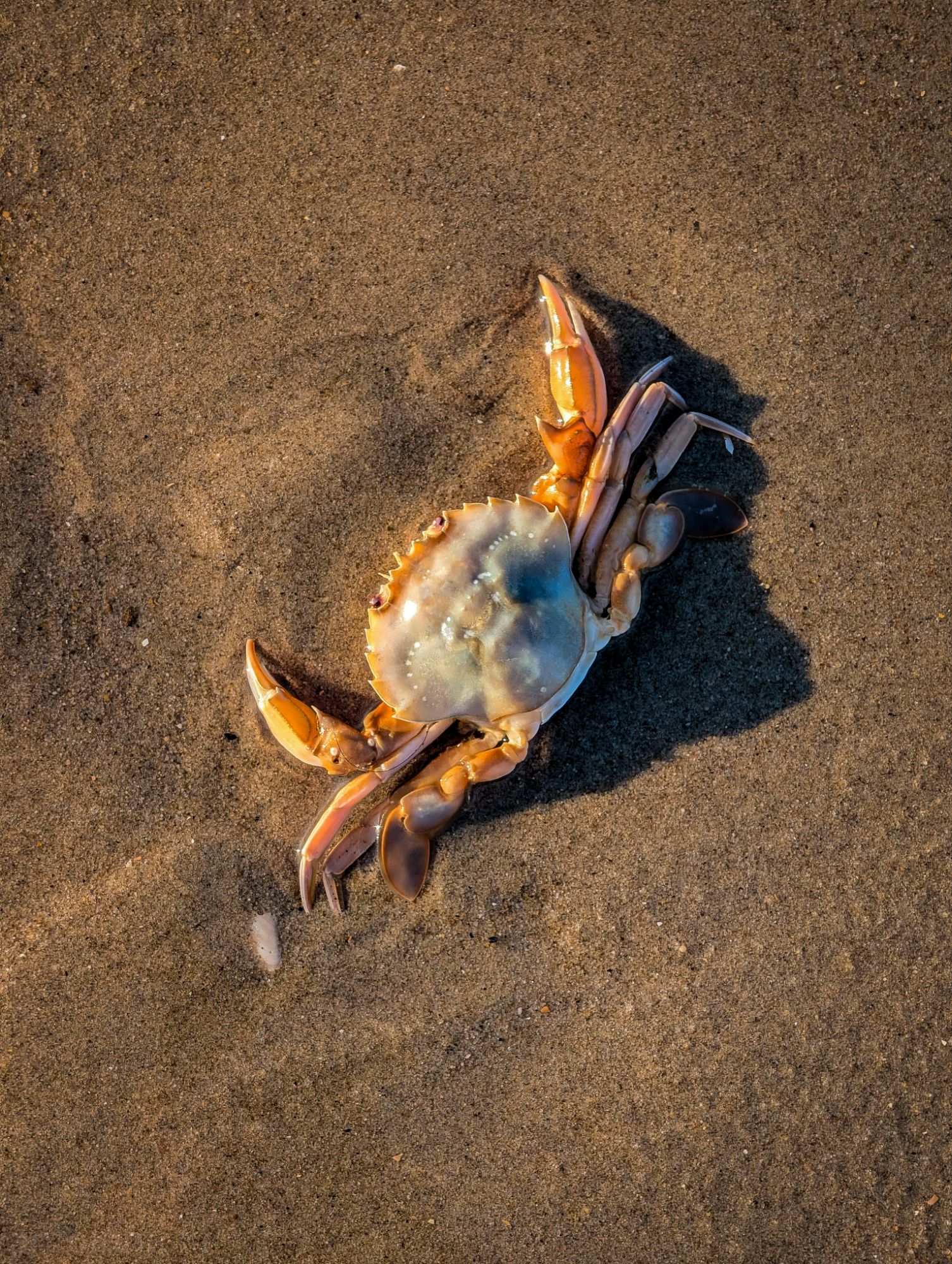 Crab People