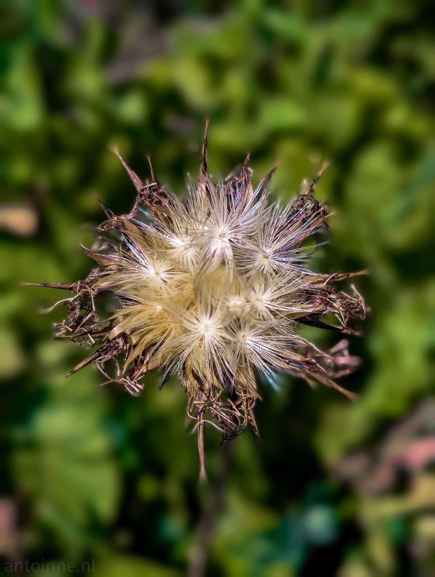 Seed head