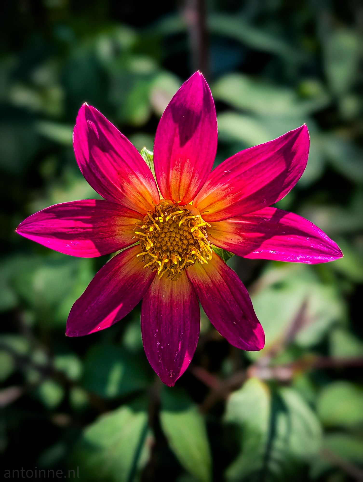 Magenta-pink