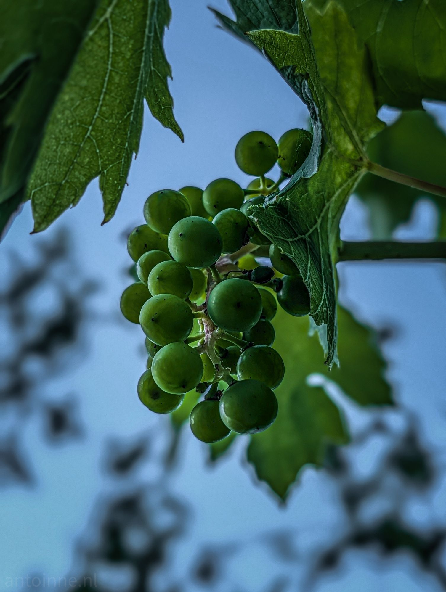 Grapes