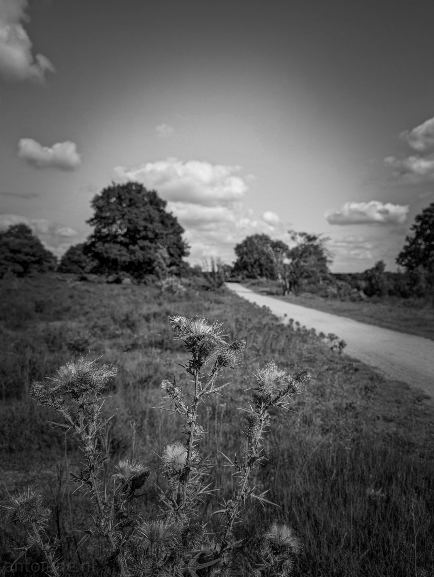 Thistle