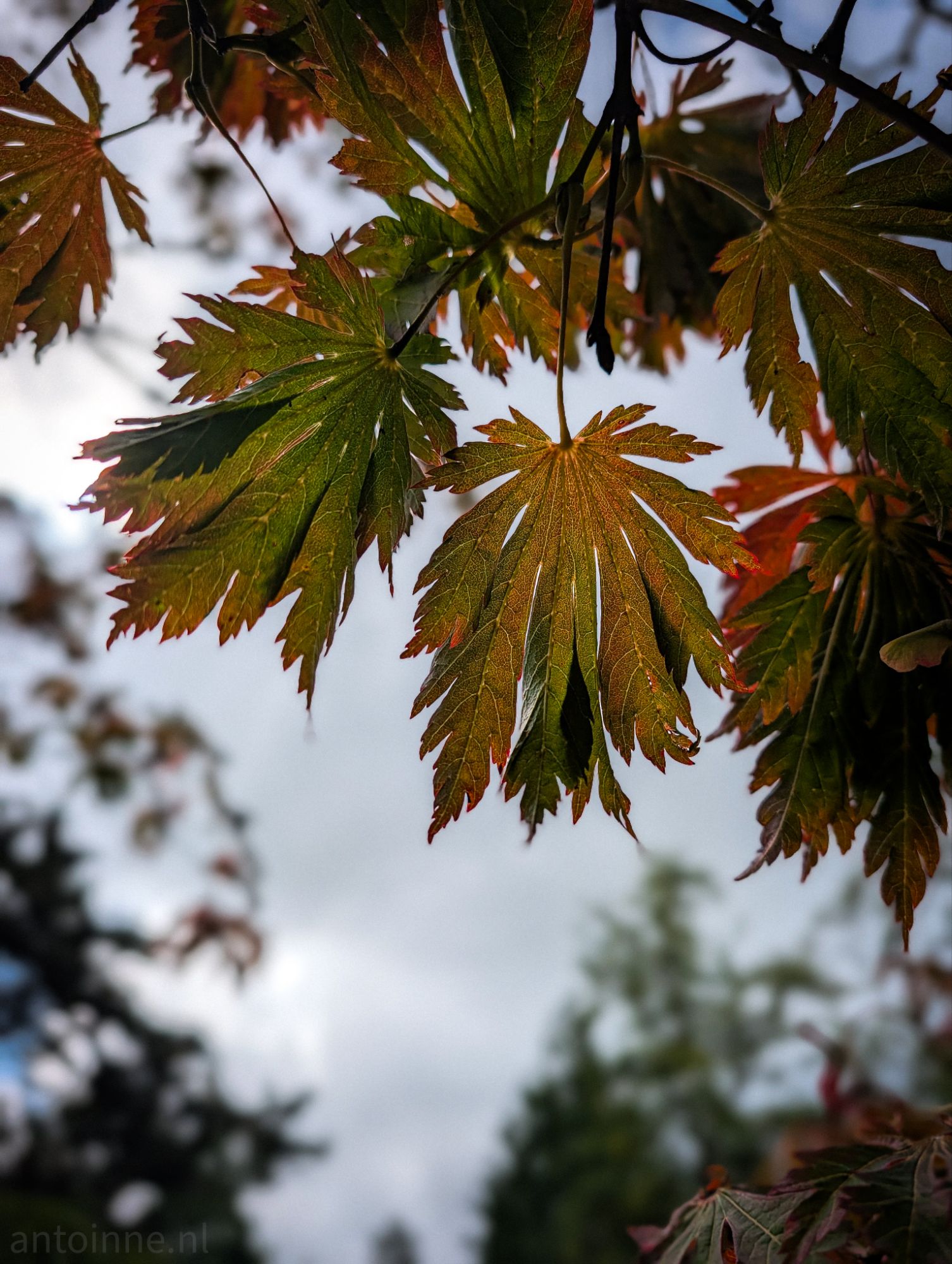 Japanese maple leaf