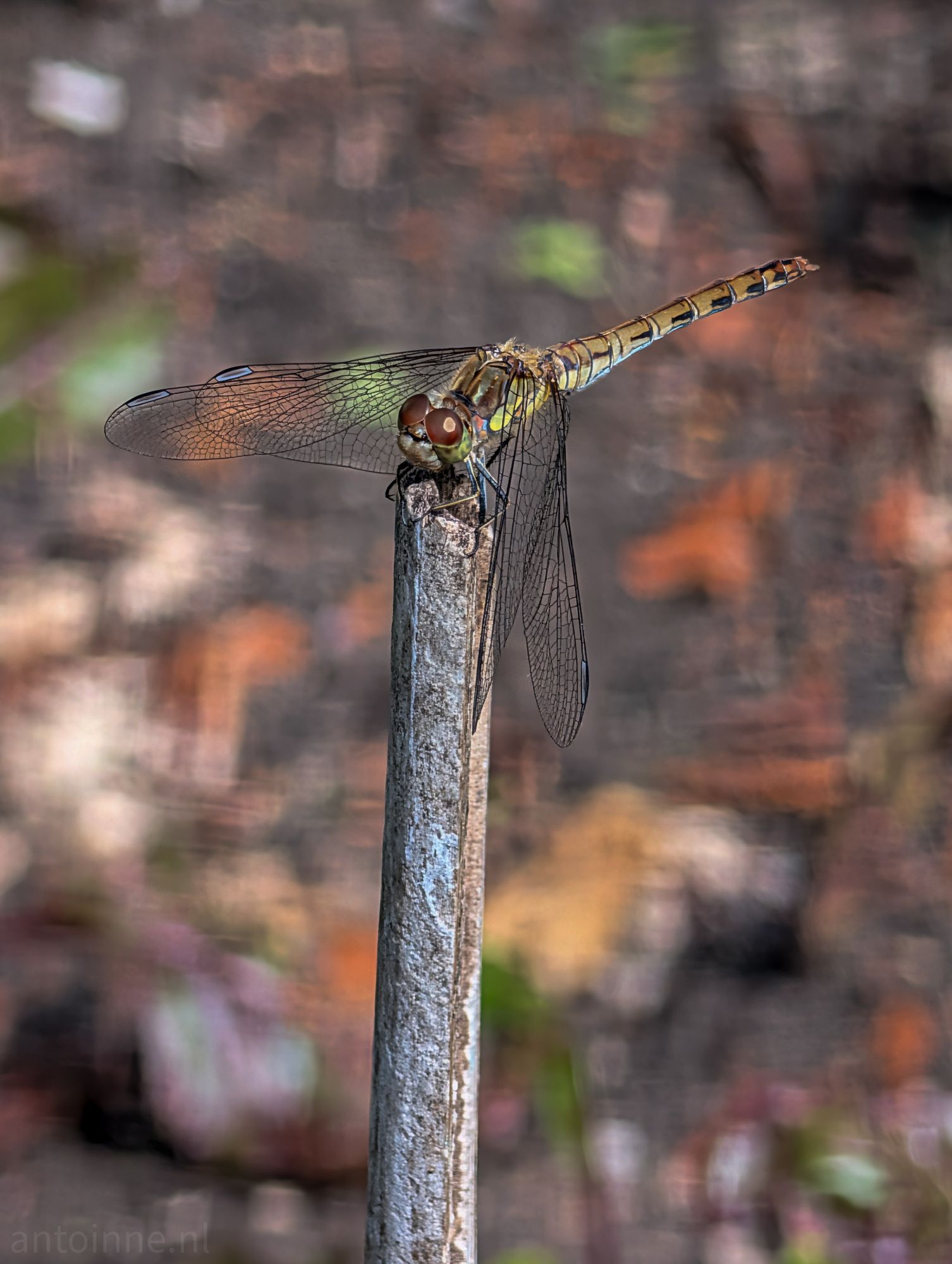 Dragonfly