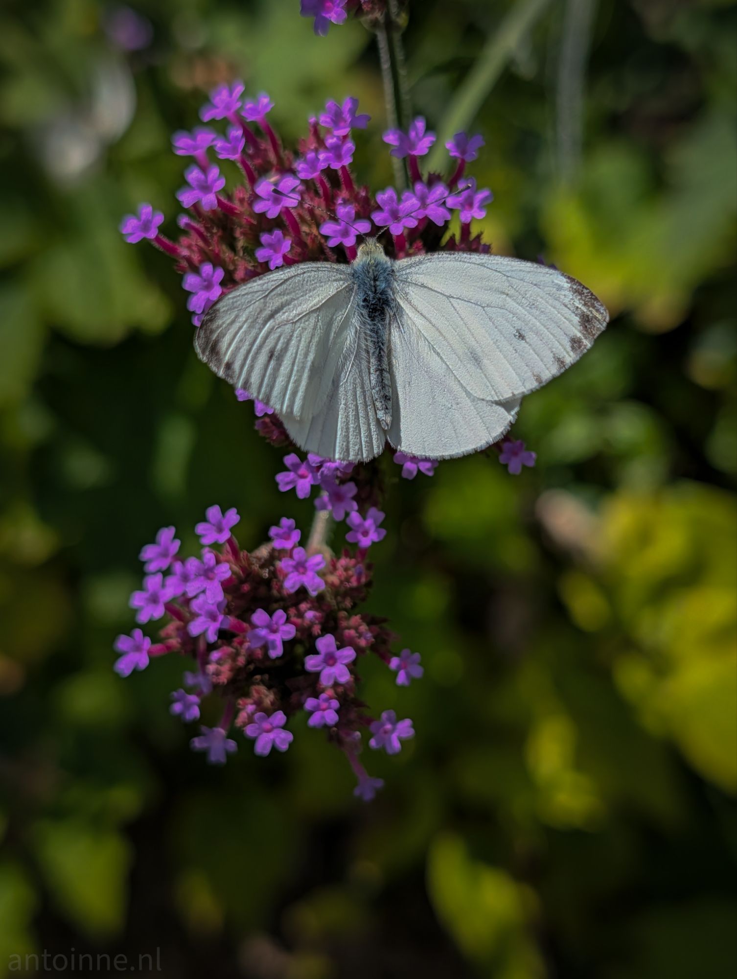 Verbena bonariensis