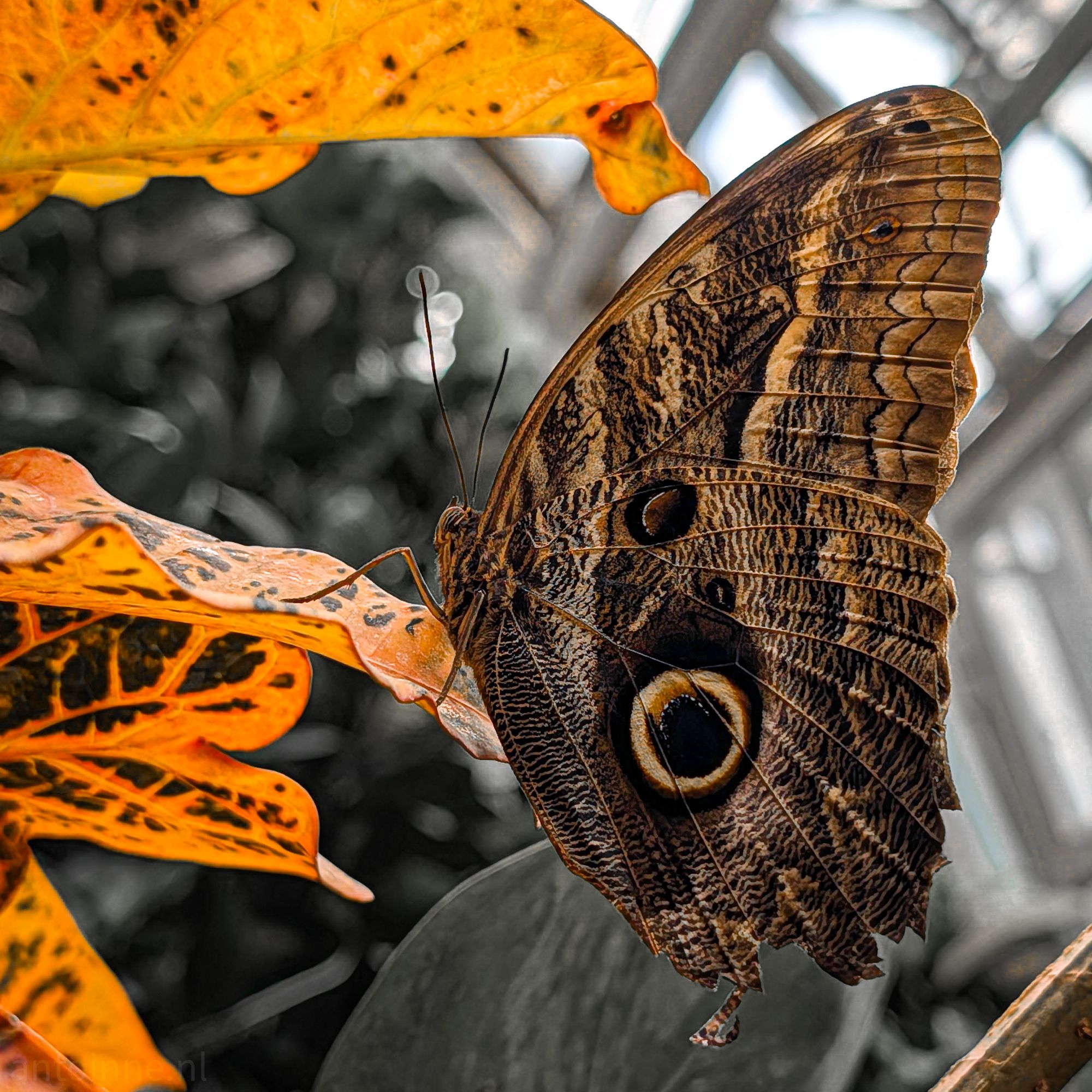 Owl butterfly