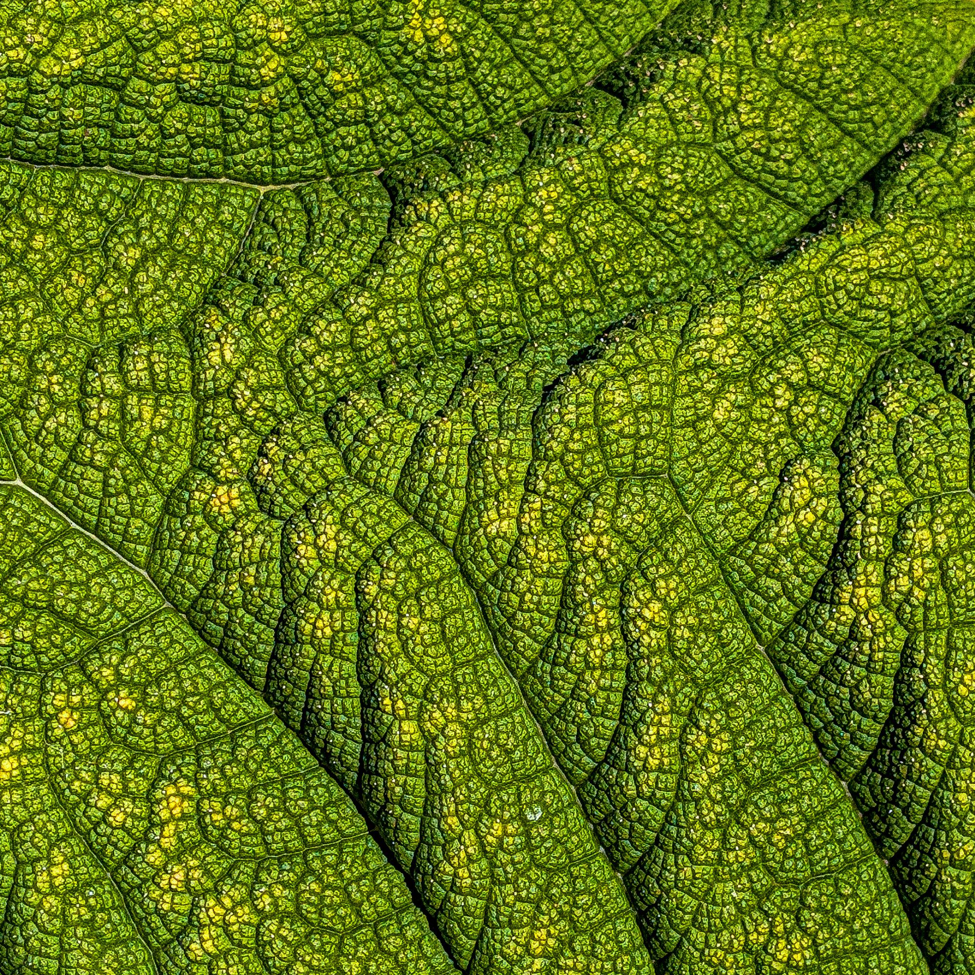 Wrinkled
