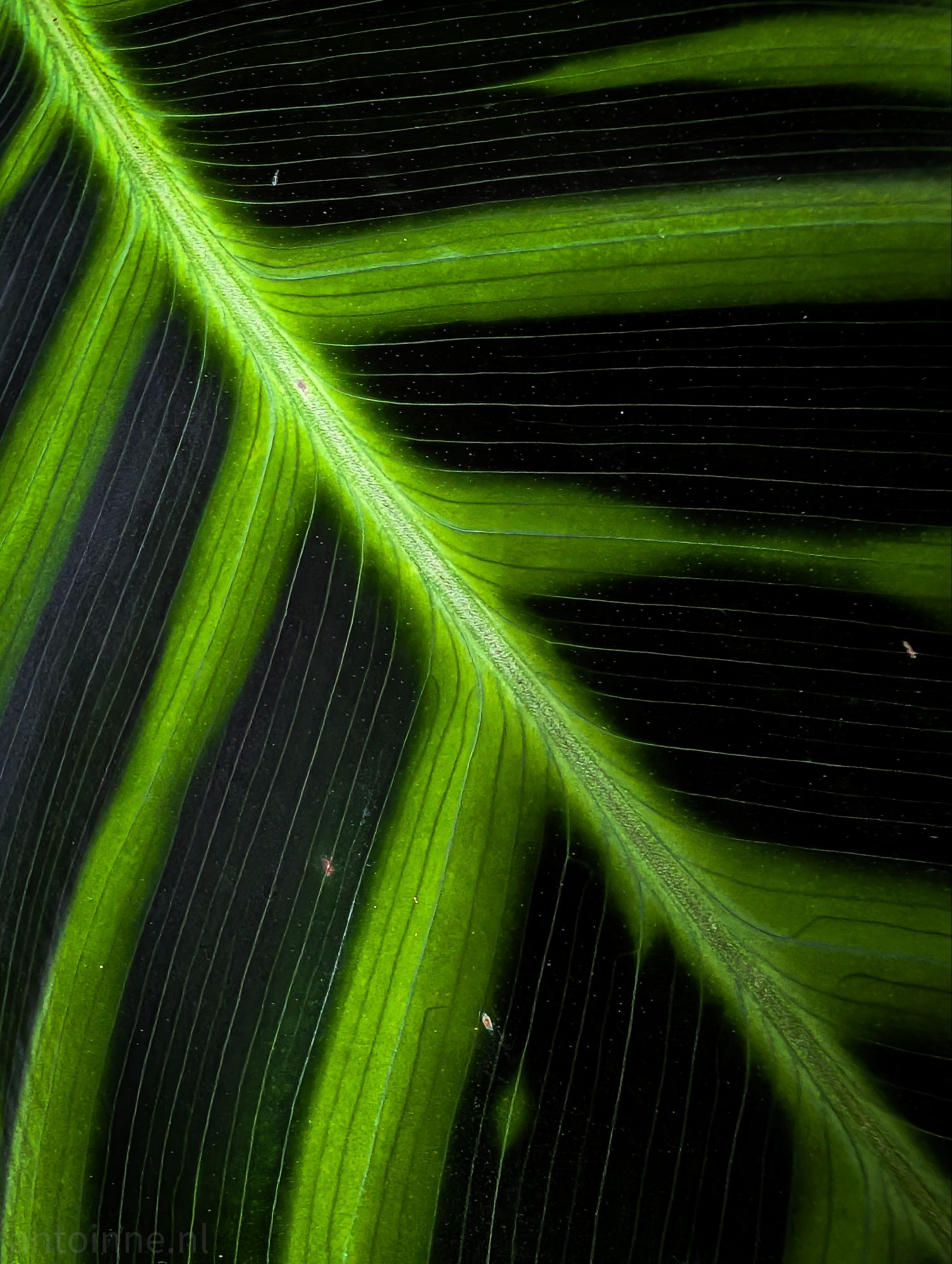 Natural Neon