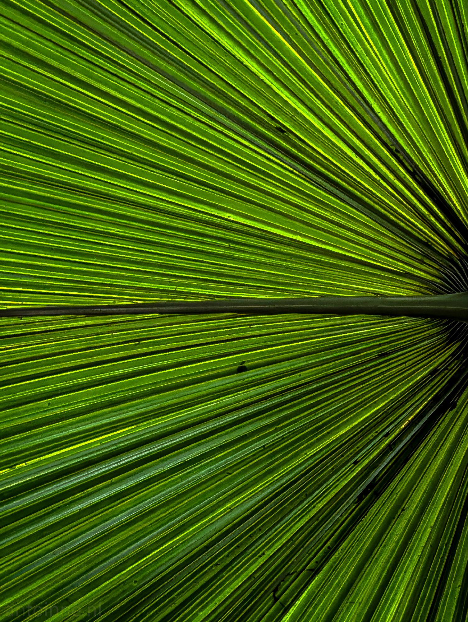 Radial Geometry