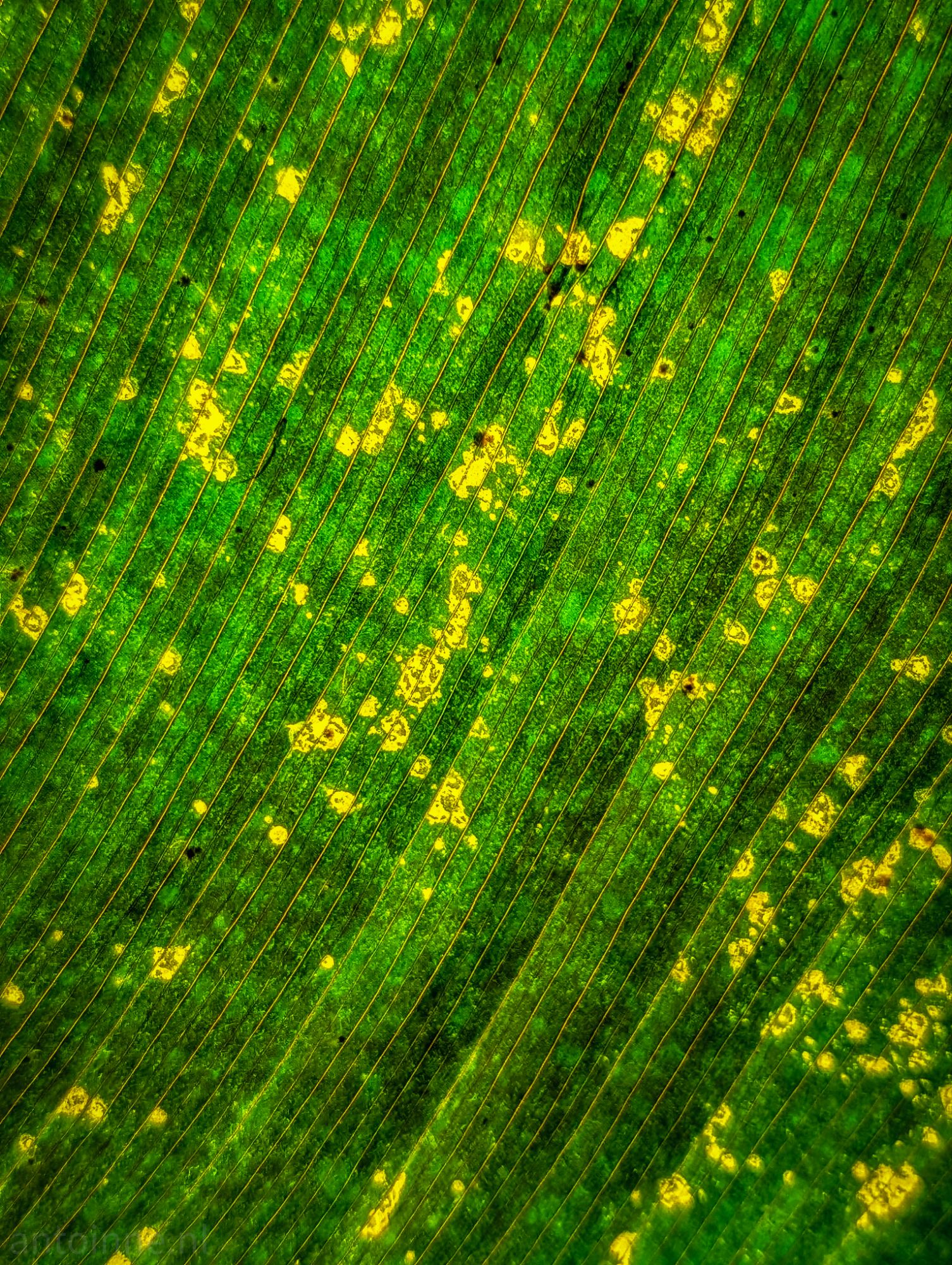Some yellow (with lots of green)