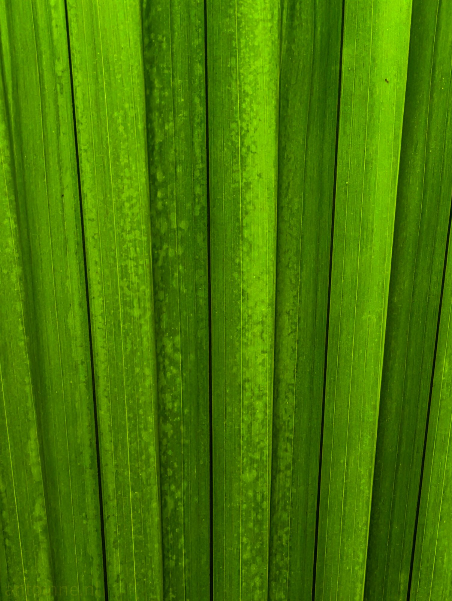 Green (again)