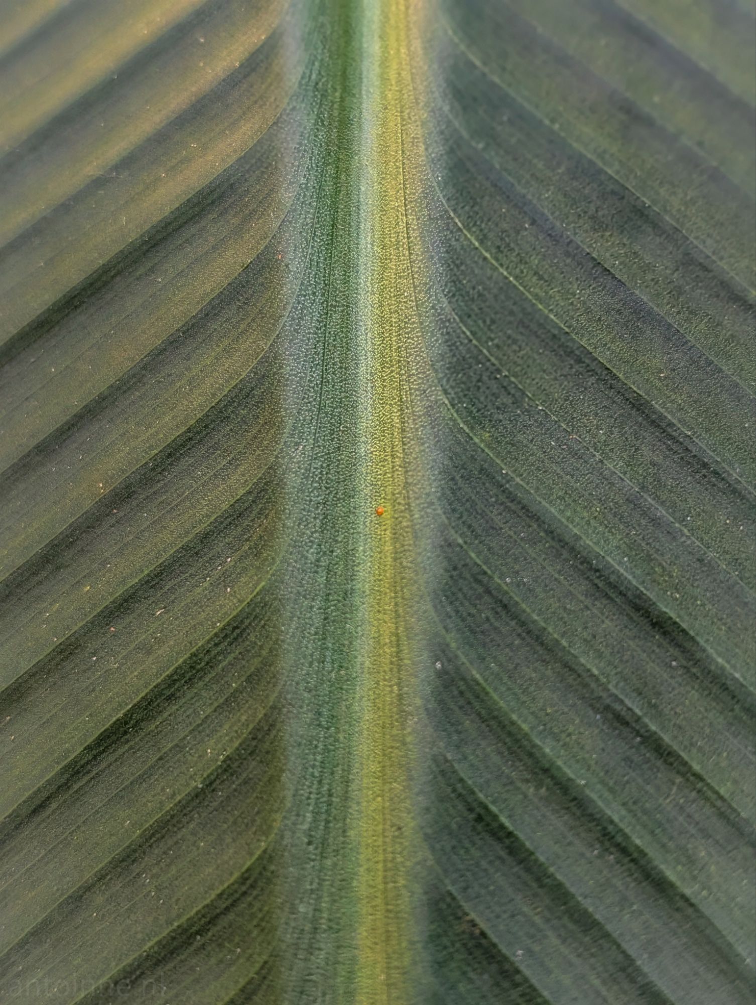 Green (continued)